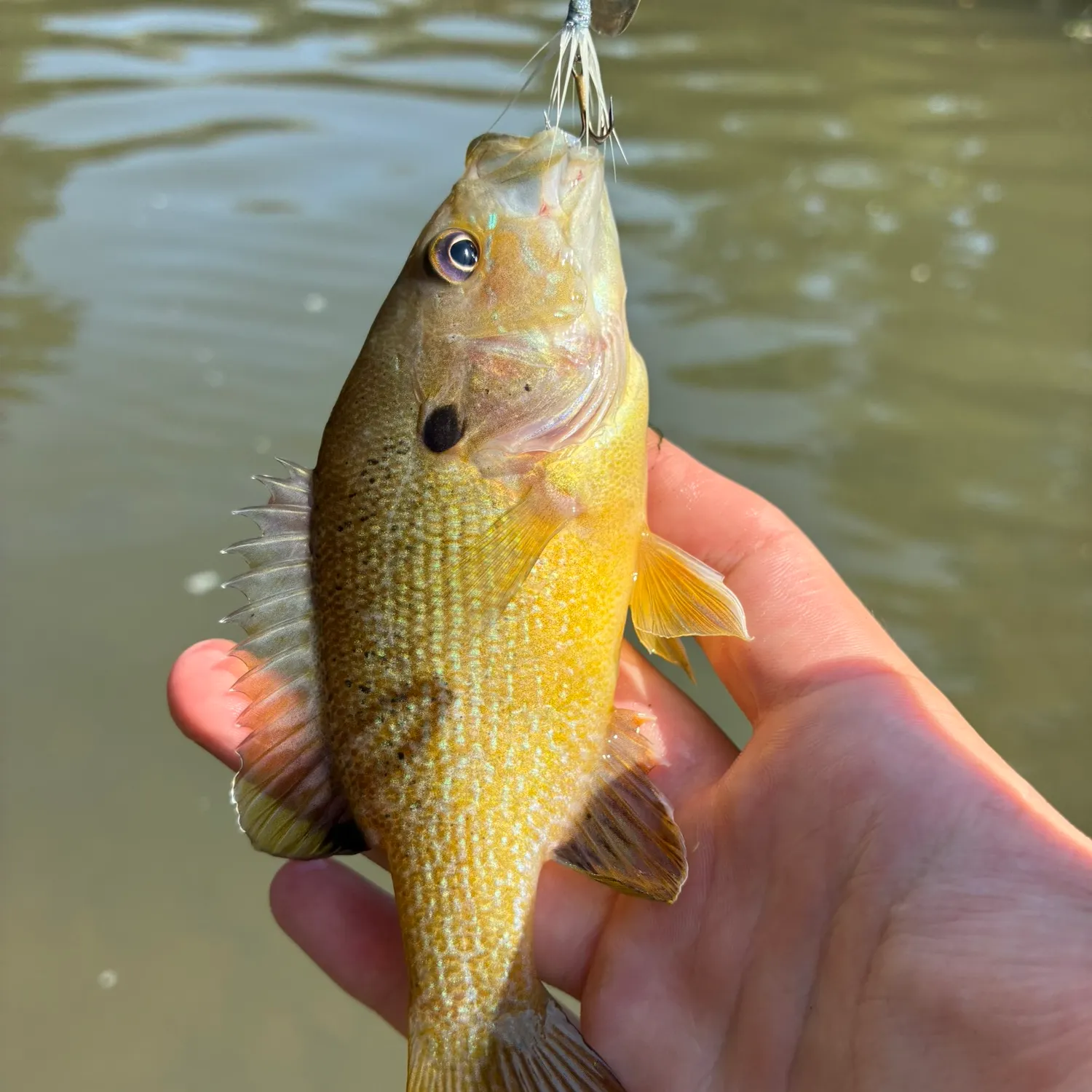 Green sunfish caught on Fishbrain