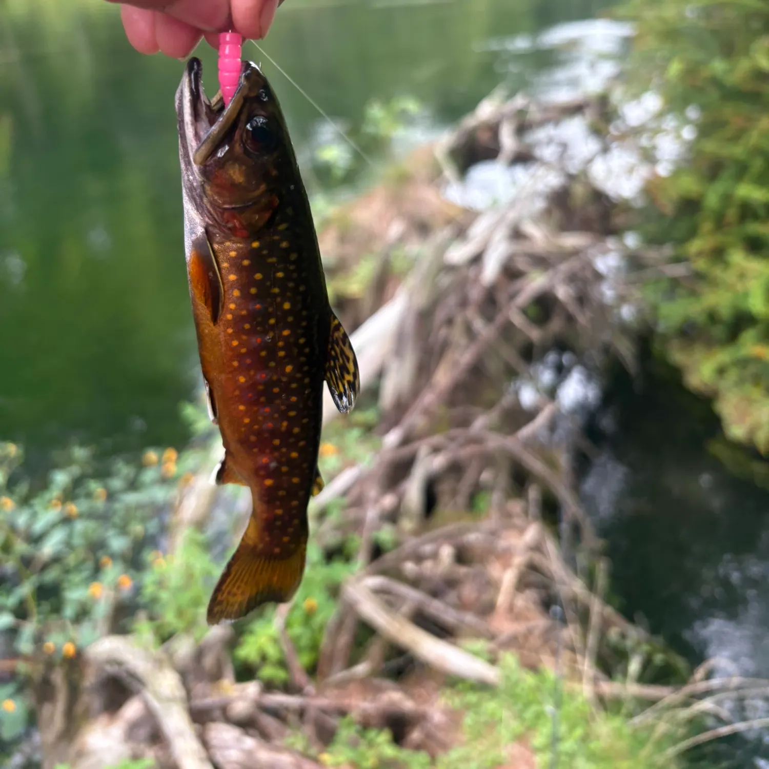 Brook trout caught on Fishbrain