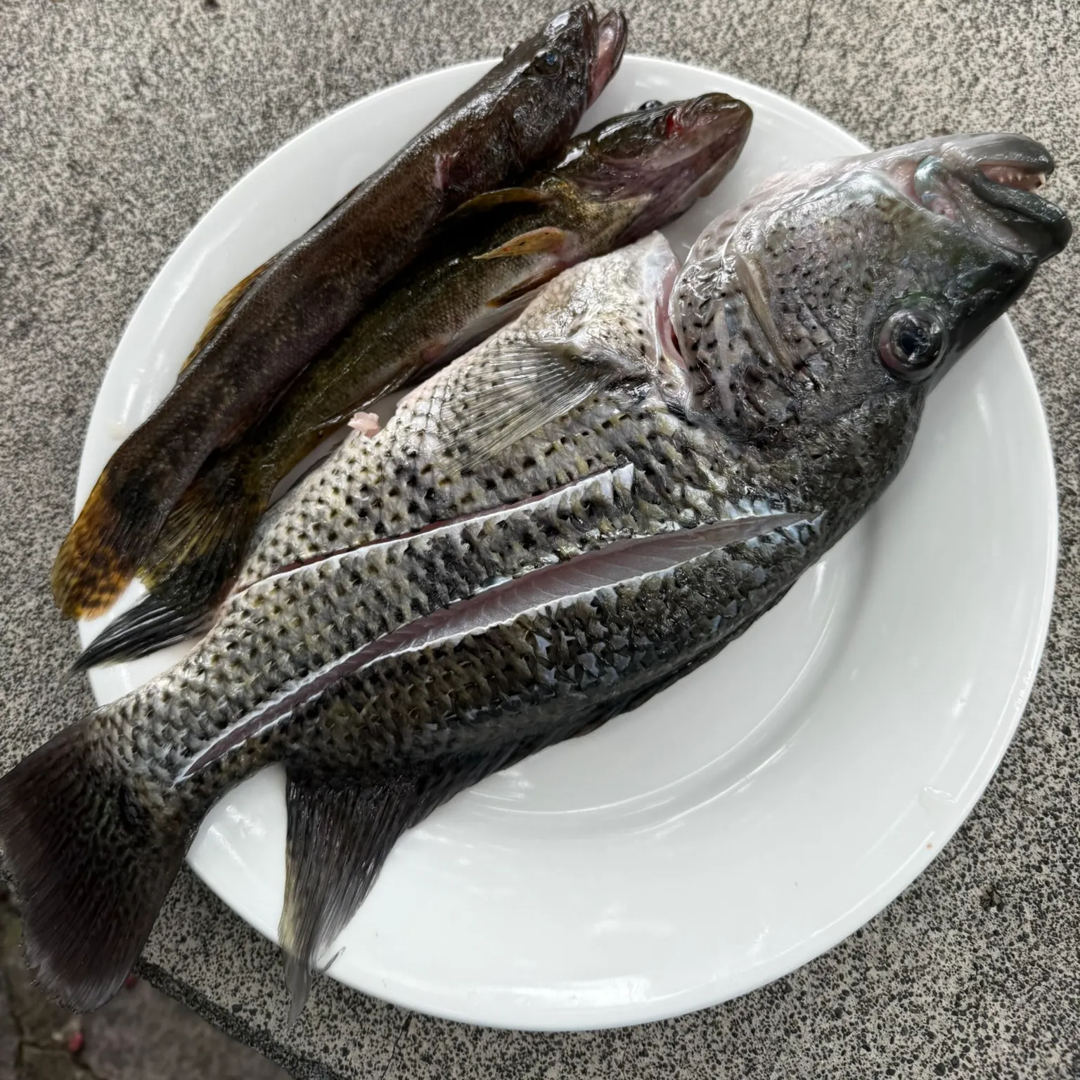 The most recent Bigmouth sleeper catches on Fishbrain