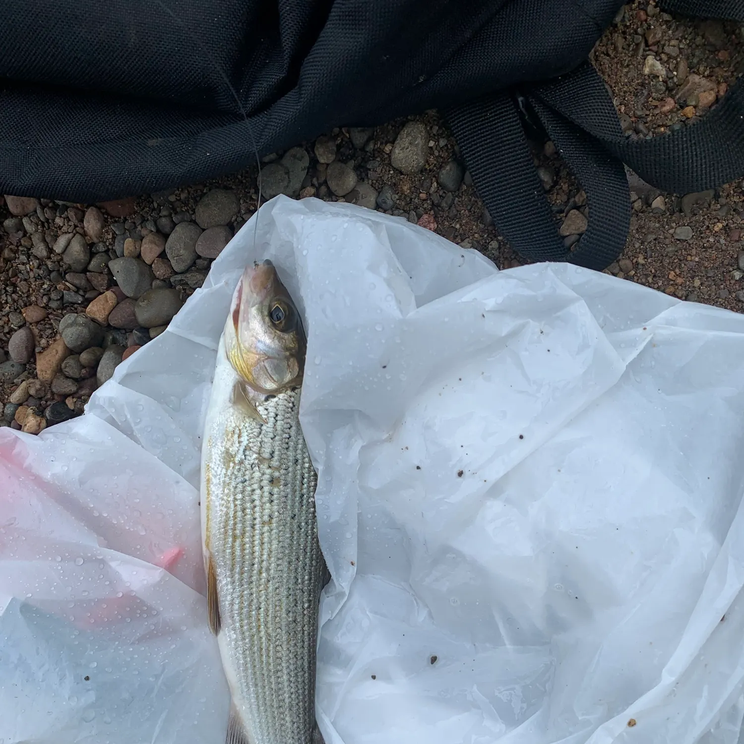 European grayling caught on Fishbrain