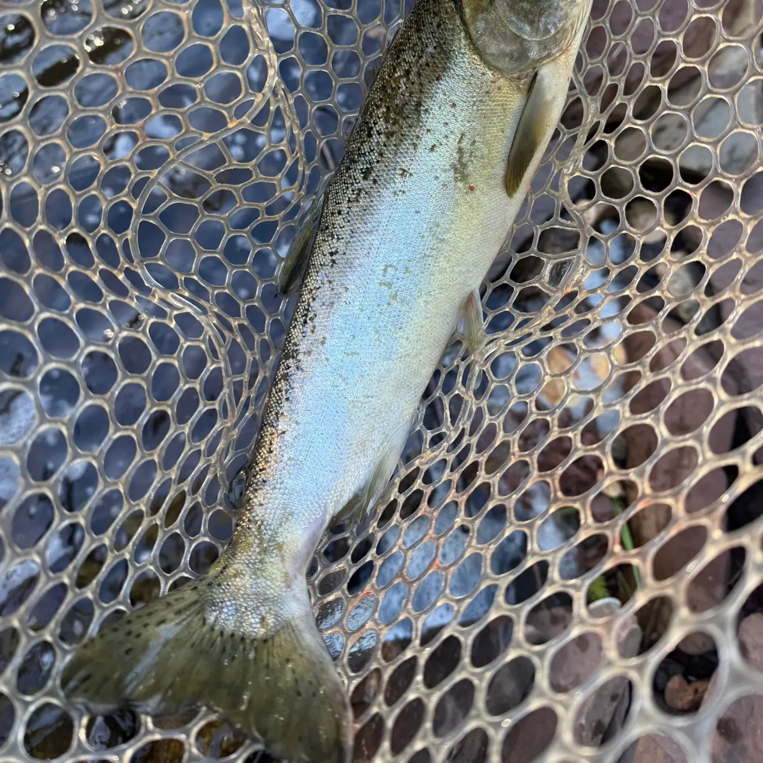 Coho salmon caught on Fishbrain