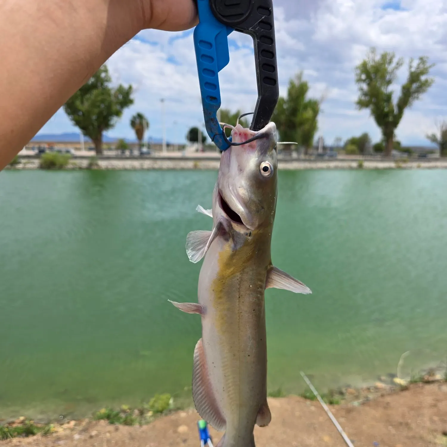 Channel catfish caught on Fishbrain