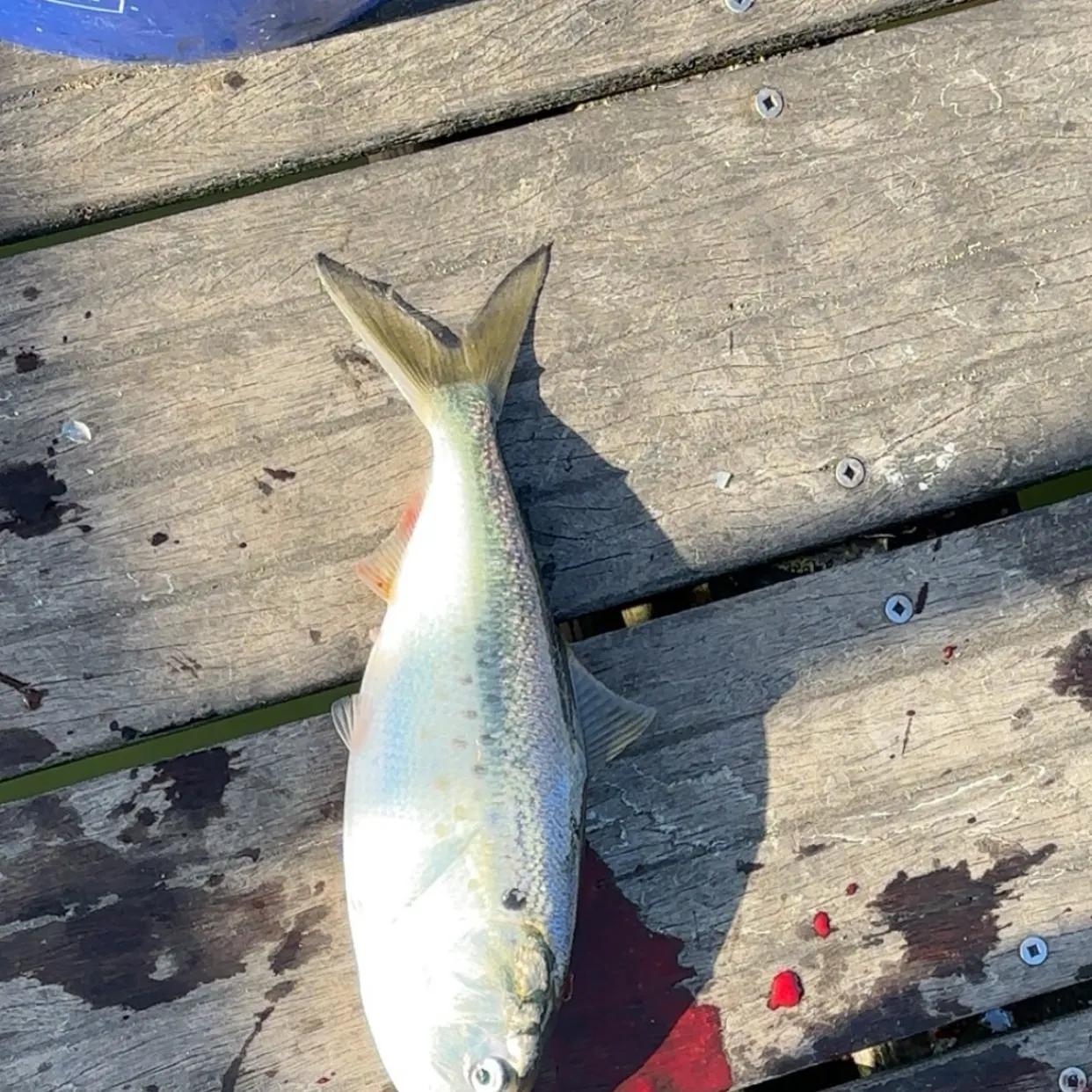 The most recent Gulf menhaden catches on Fishbrain