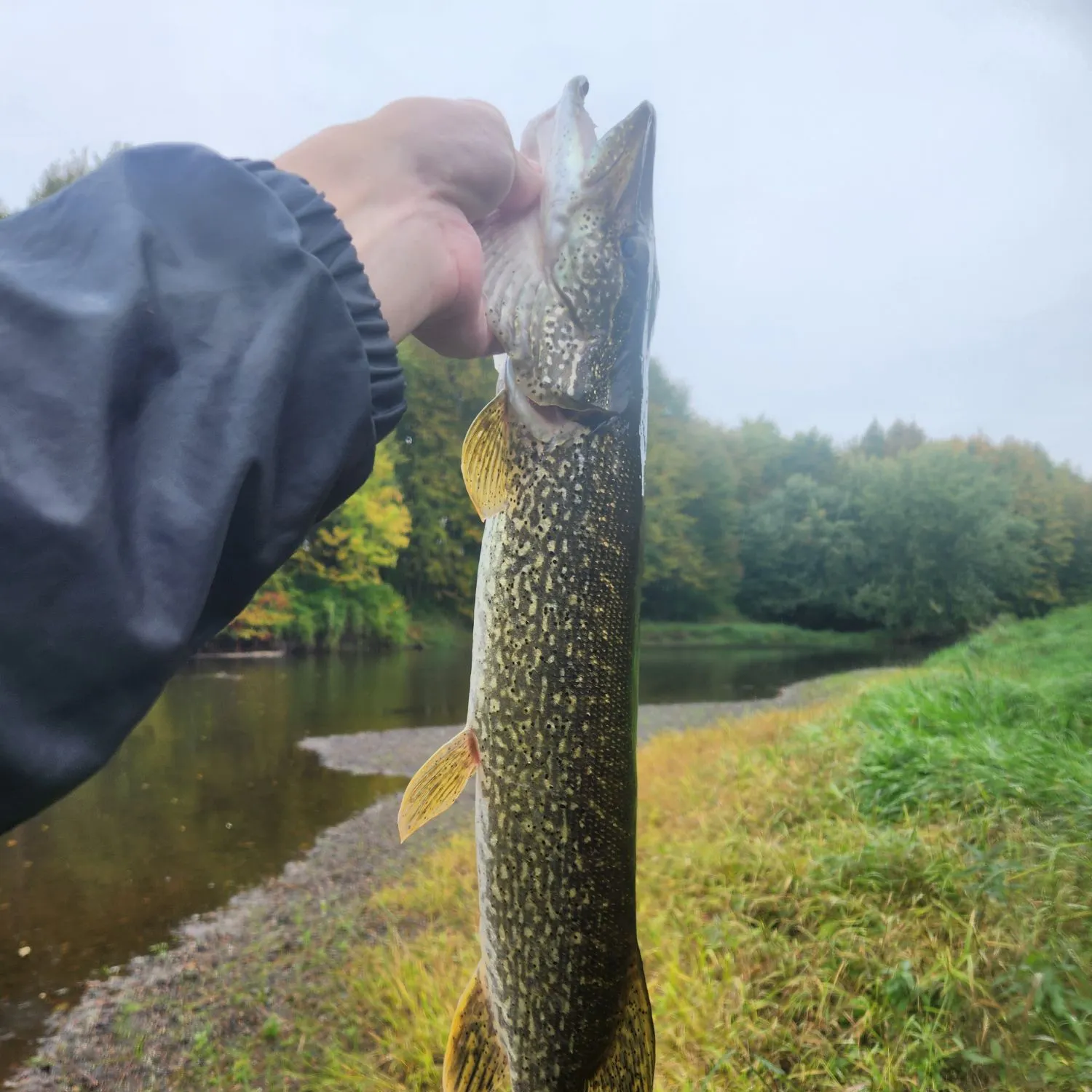 Northern pike caught on Fishbrain