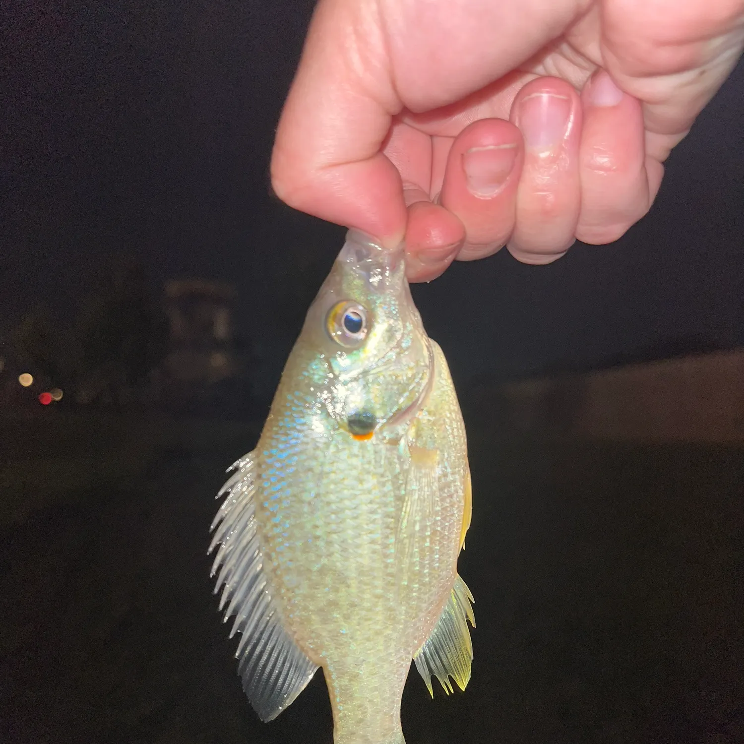 The most recent Redear sunfish catches on Fishbrain