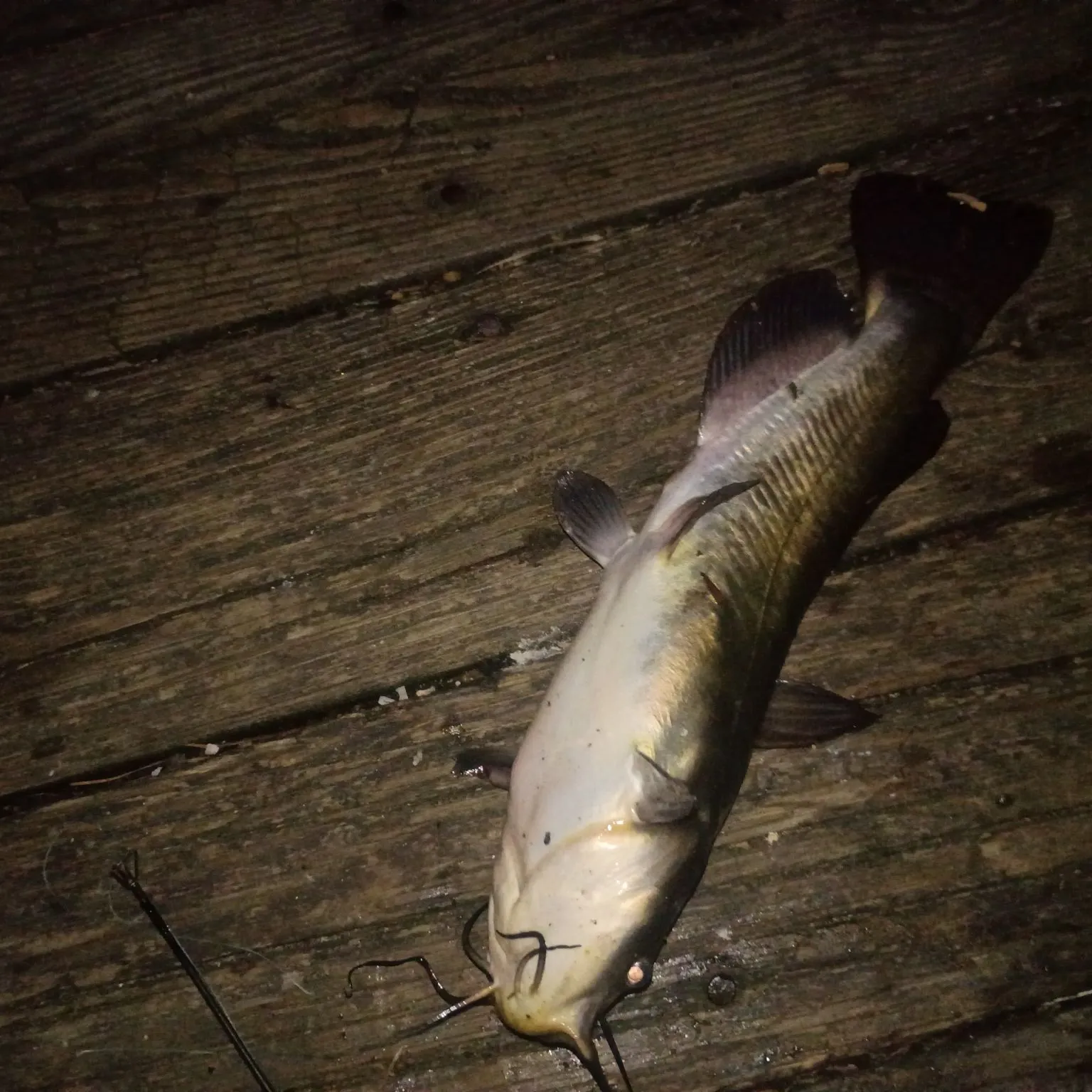 Black bullhead caught on Fishbrain