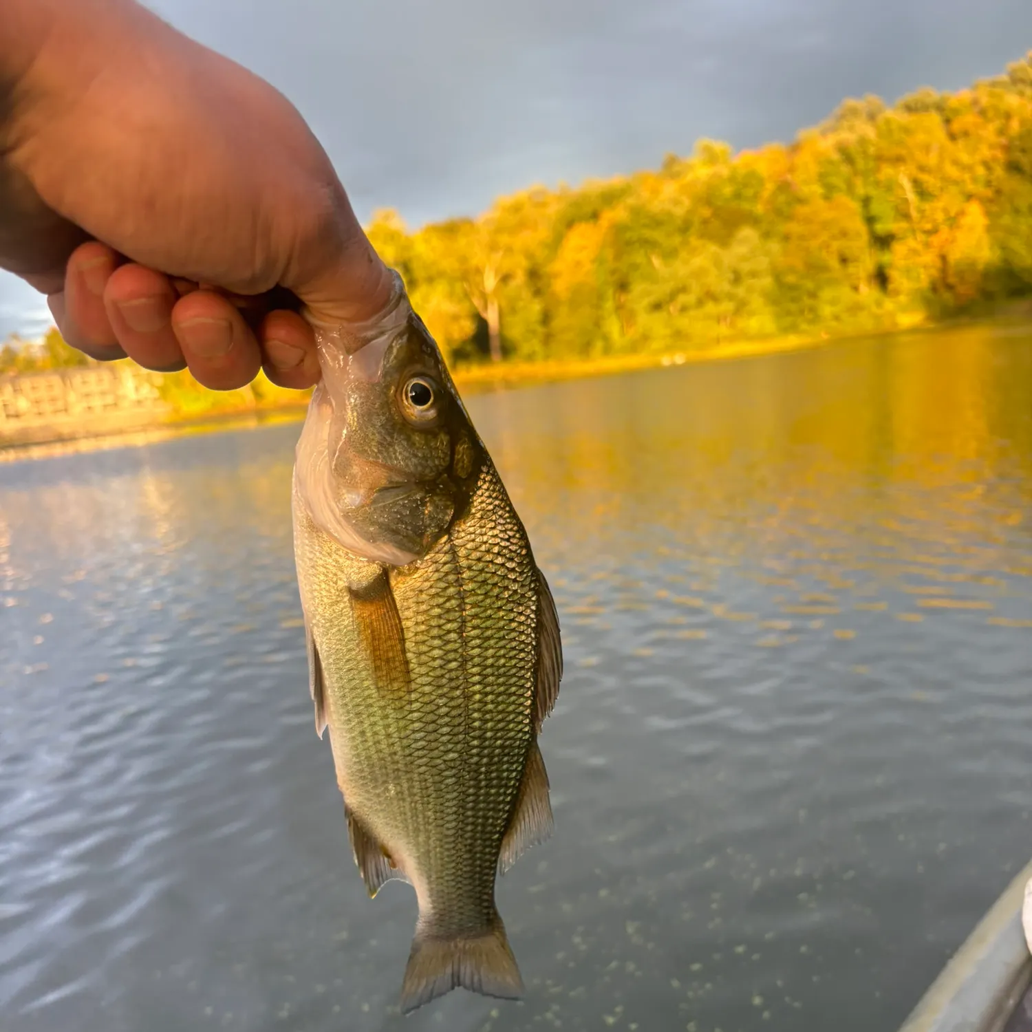 The most recent White perch catches on Fishbrain