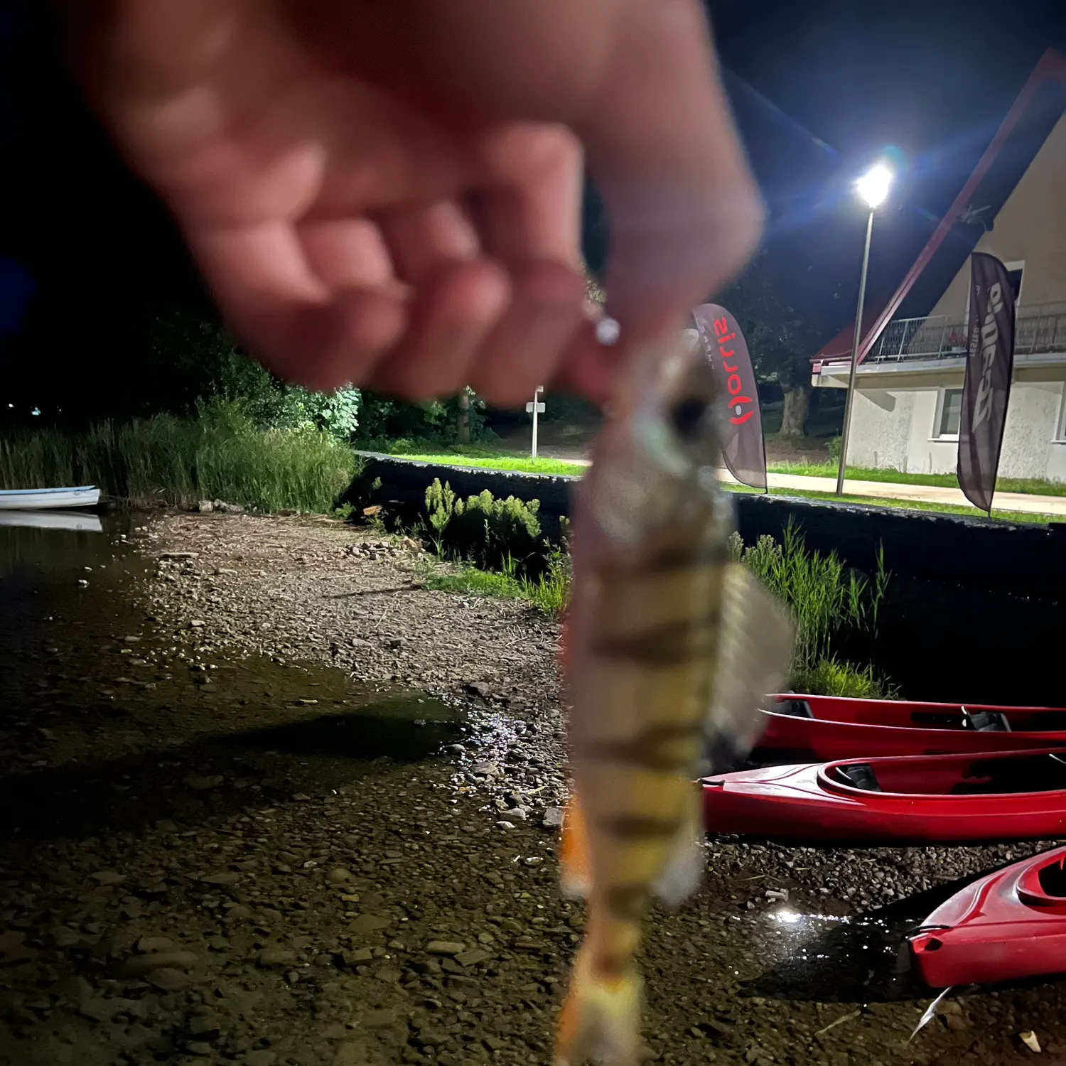 European perch caught on Fishbrain