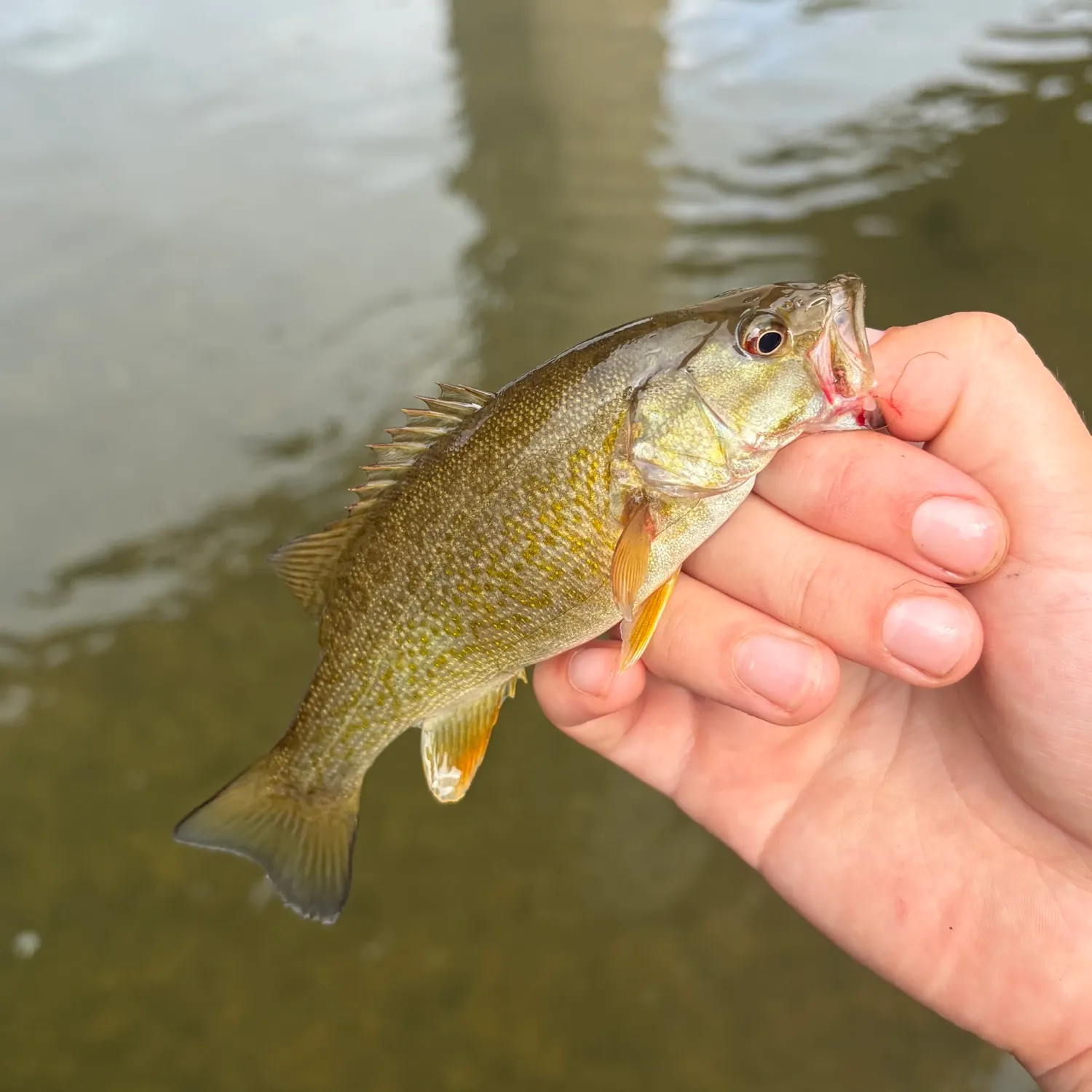 Smallmouth bass caught on Fishbrain