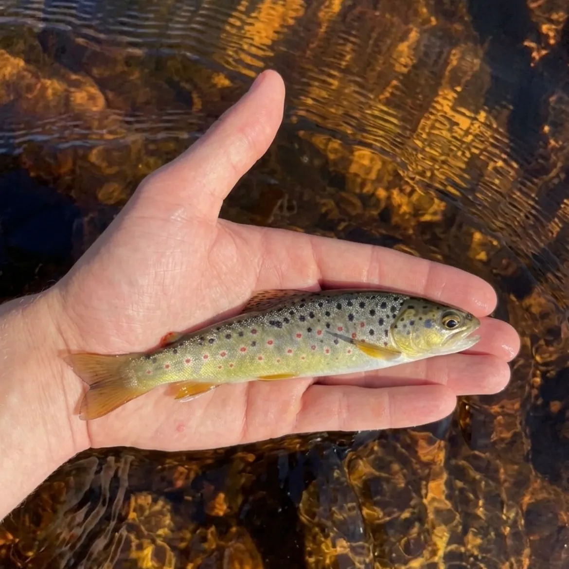 Fish caught on Fishbrain
