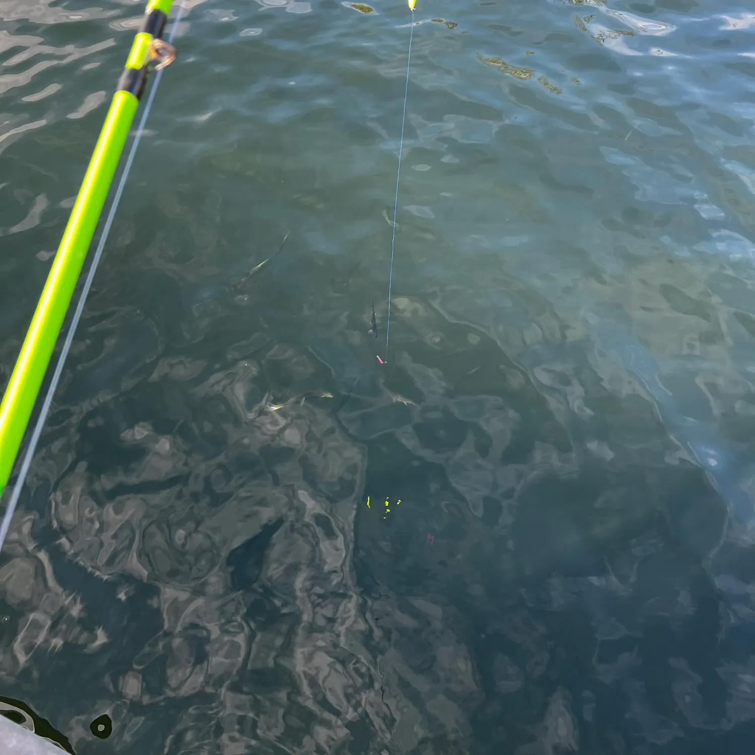 Fish caught on Fishbrain