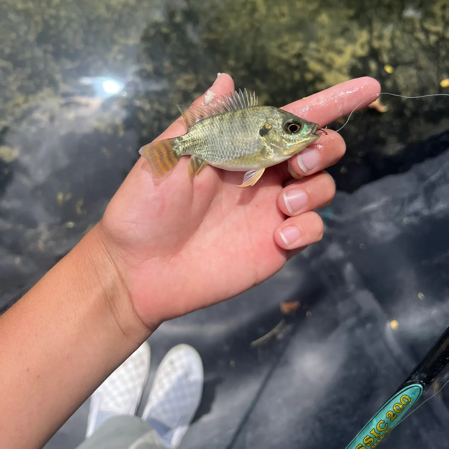 Nile tilapia caught on Fishbrain