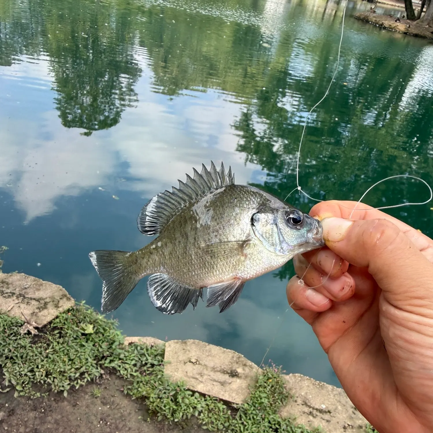 Bluegill caught on Fishbrain