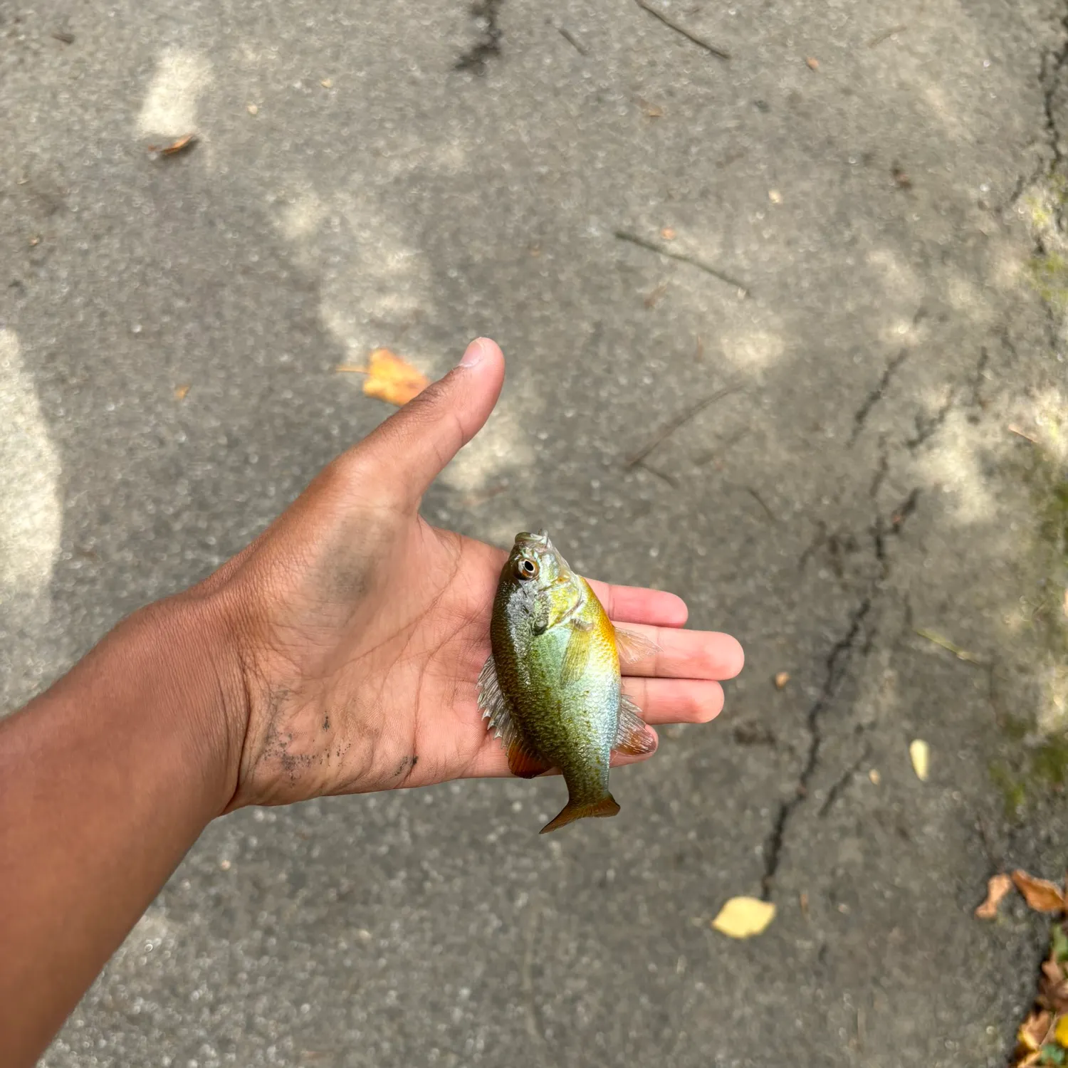 Redbreast sunfish caught on Fishbrain