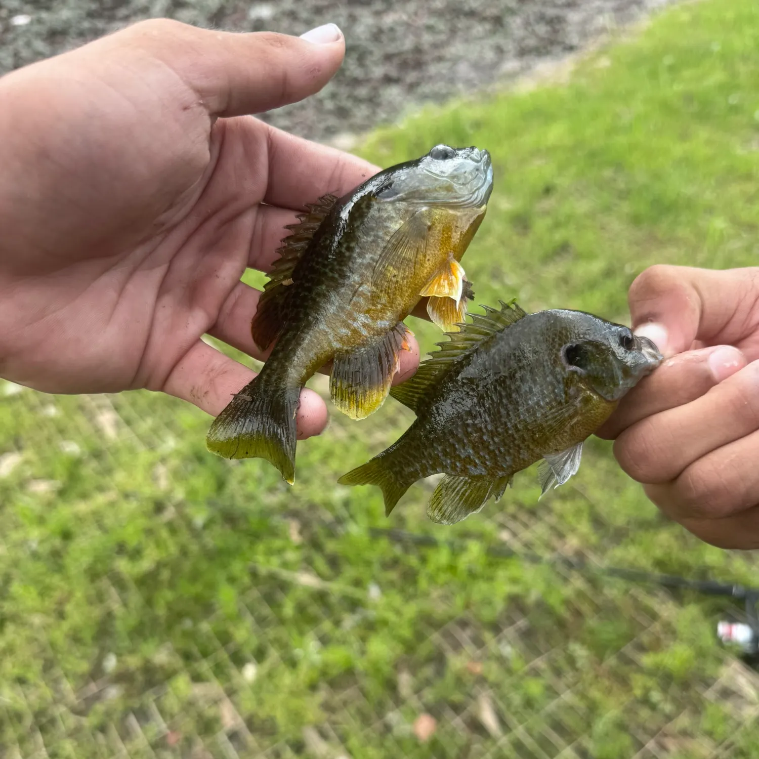 Greengill hybrid caught on Fishbrain