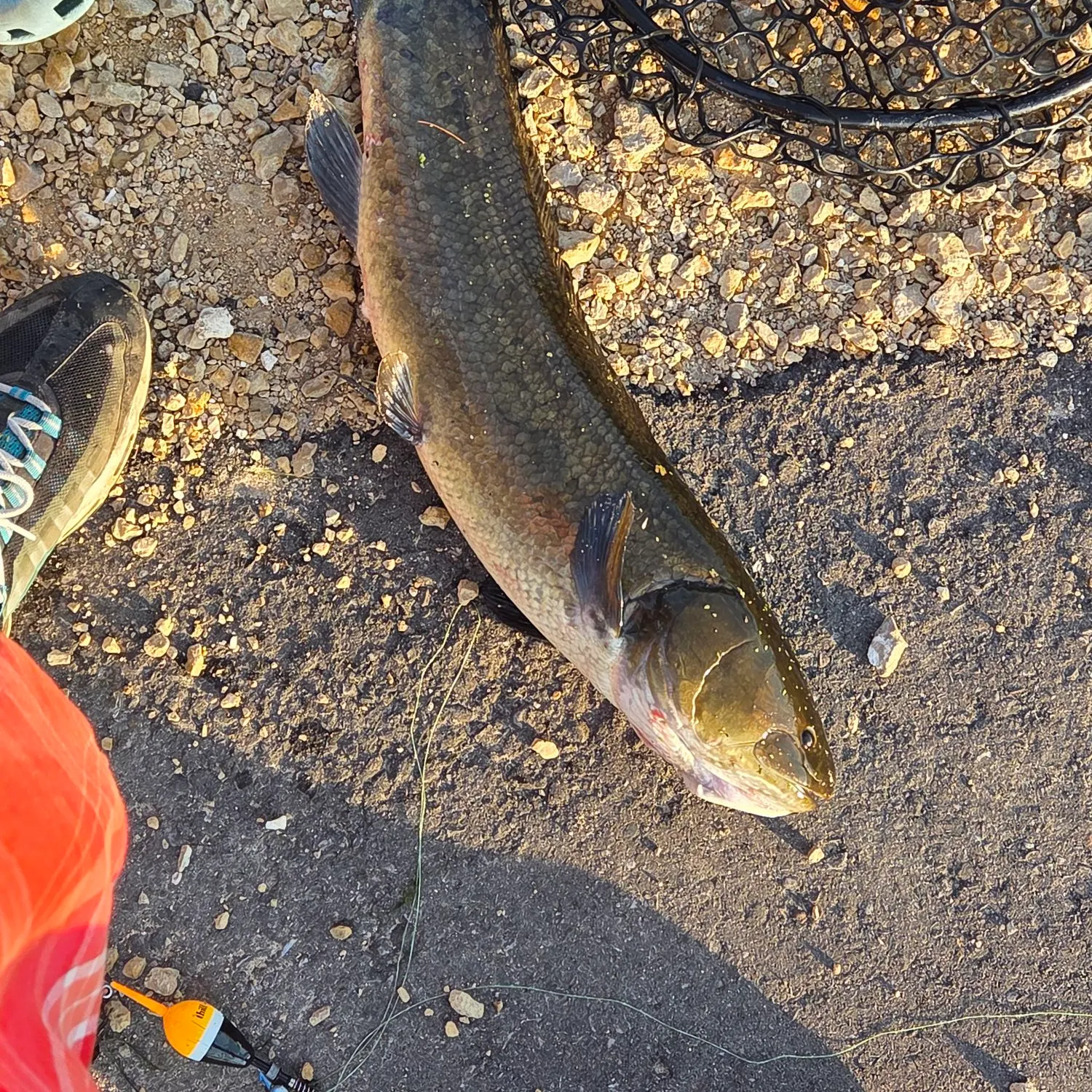 The most recent Eyetail bowfin catches on Fishbrain