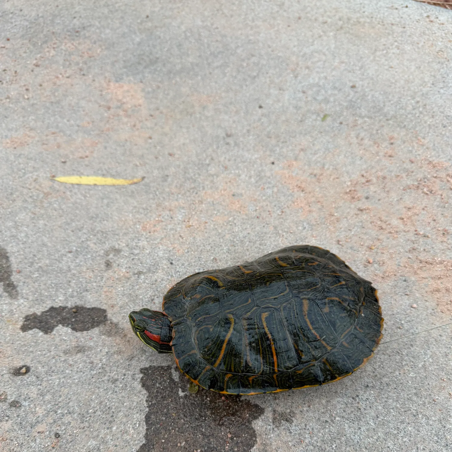 Pond slider turtle caught on Fishbrain
