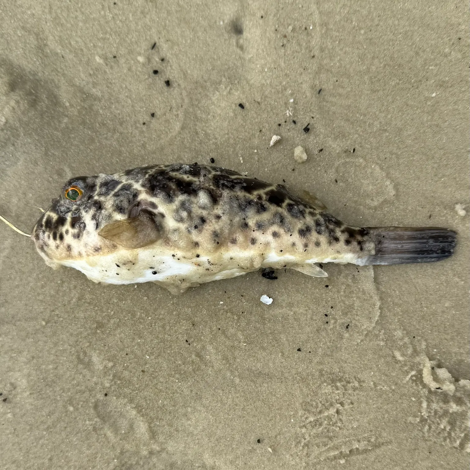 The most recent Milkspotted puffer catches on Fishbrain