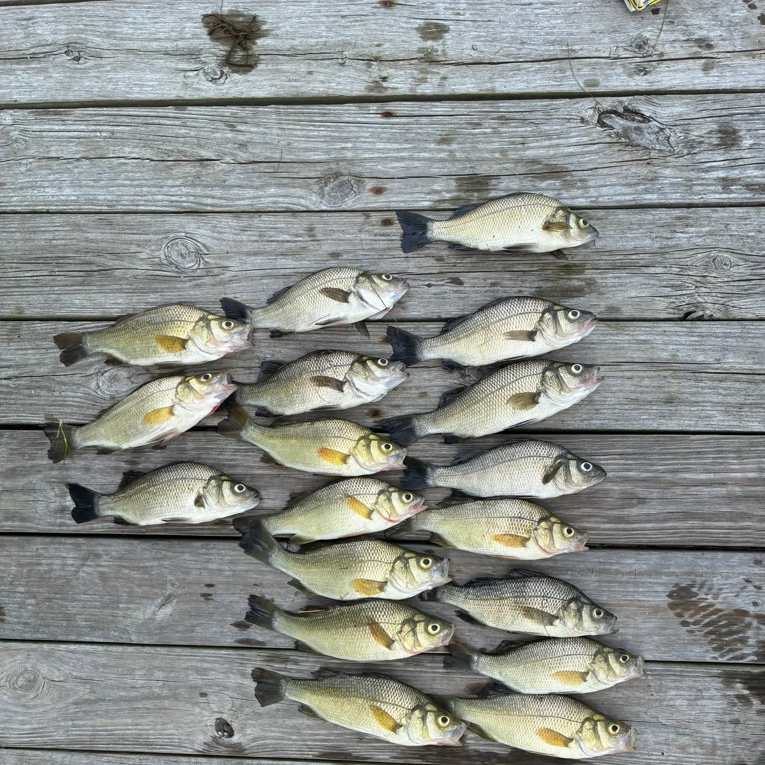 White perch caught on Fishbrain