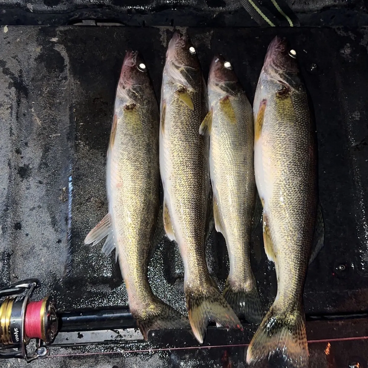 The most recent Walleye catches on Fishbrain