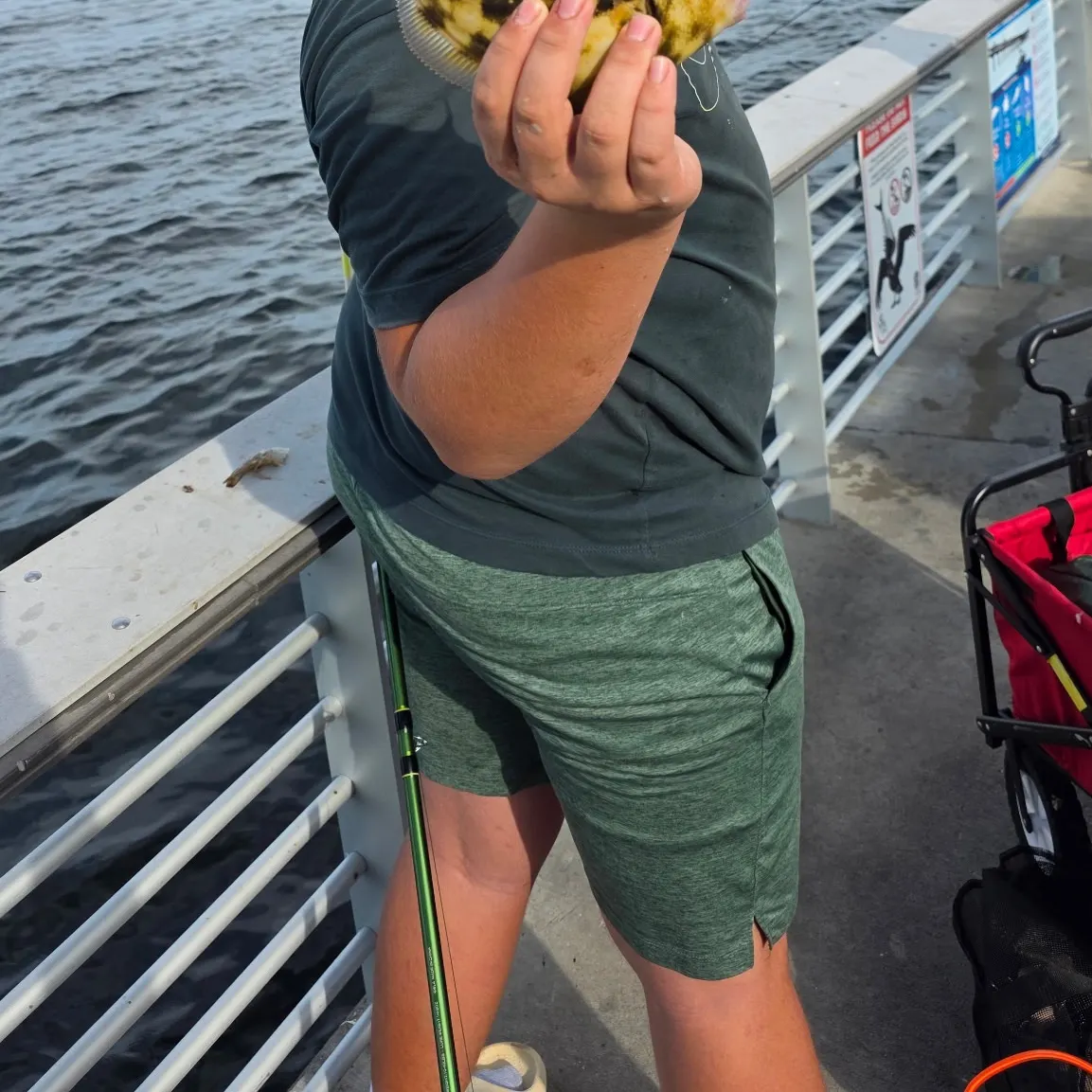 Planehead filefish caught on Fishbrain