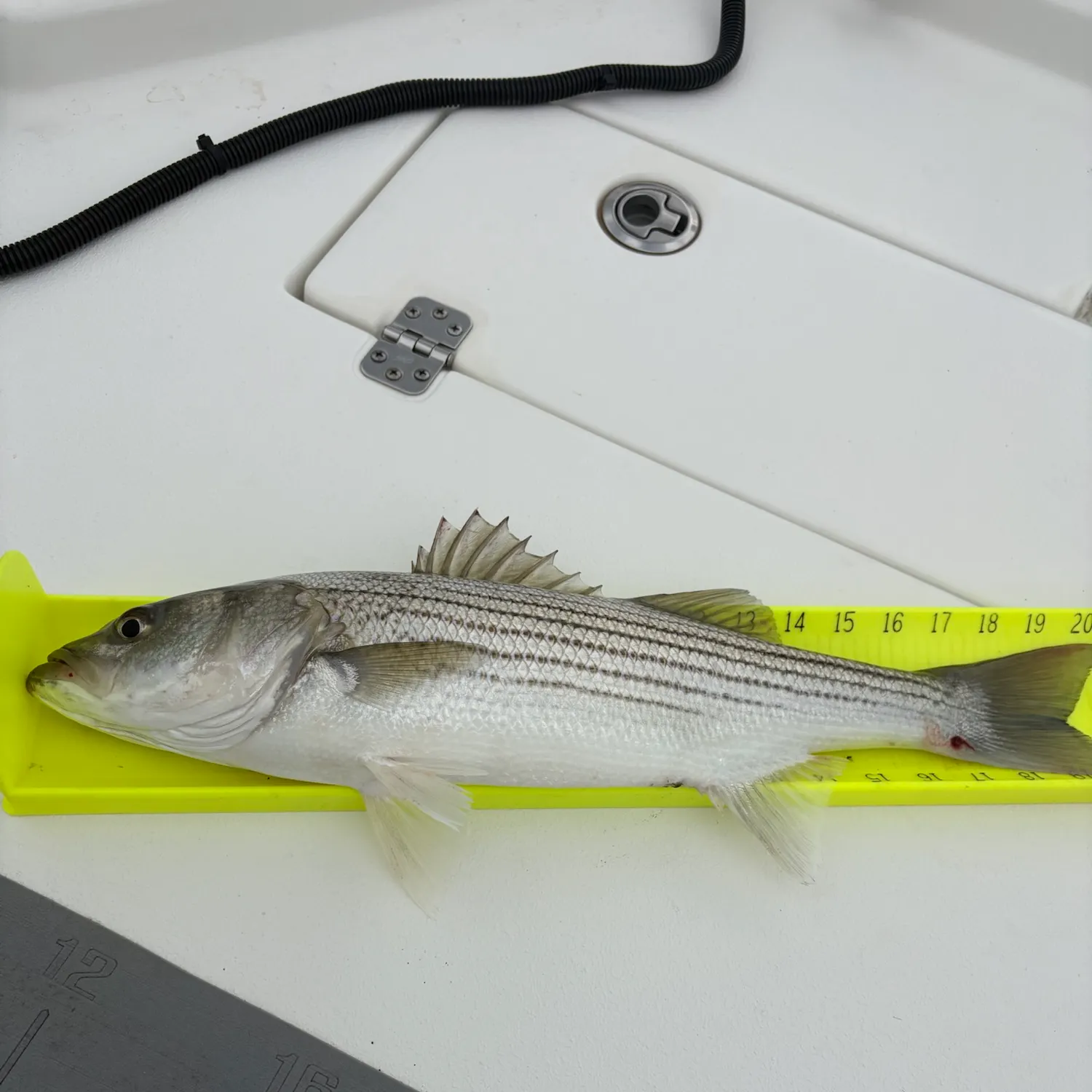 Fish caught on Fishbrain