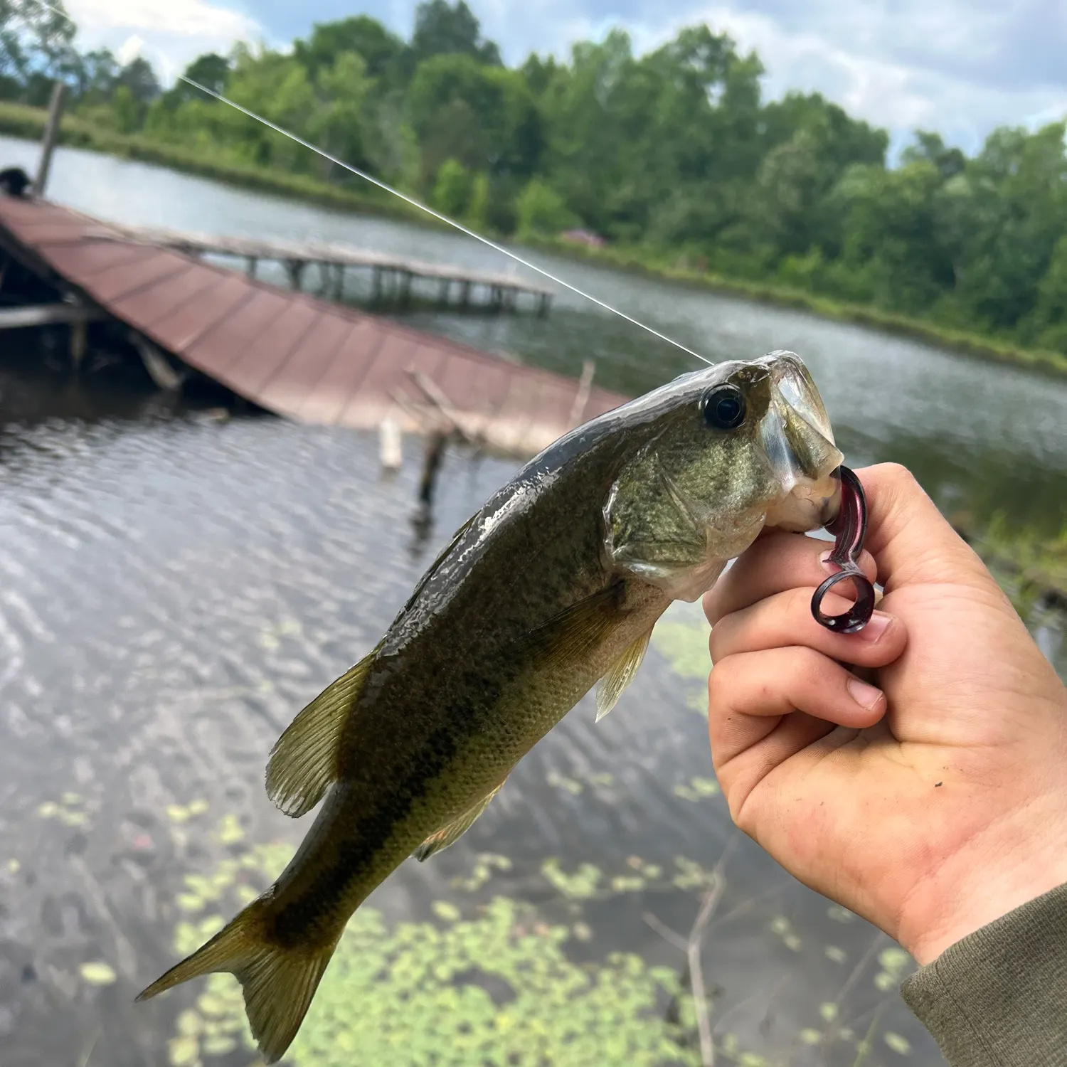 angler catch