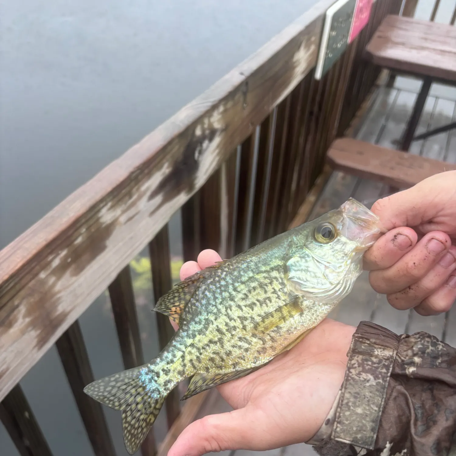 Black crappie caught on Fishbrain