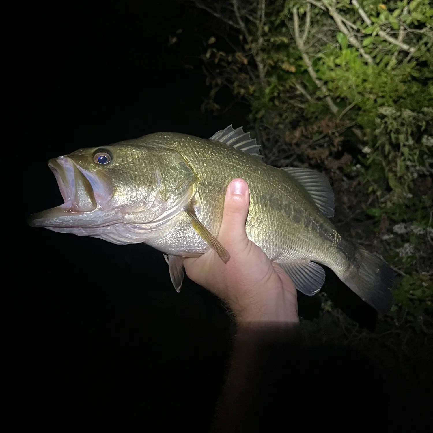 Largemouth bass caught on Fishbrain