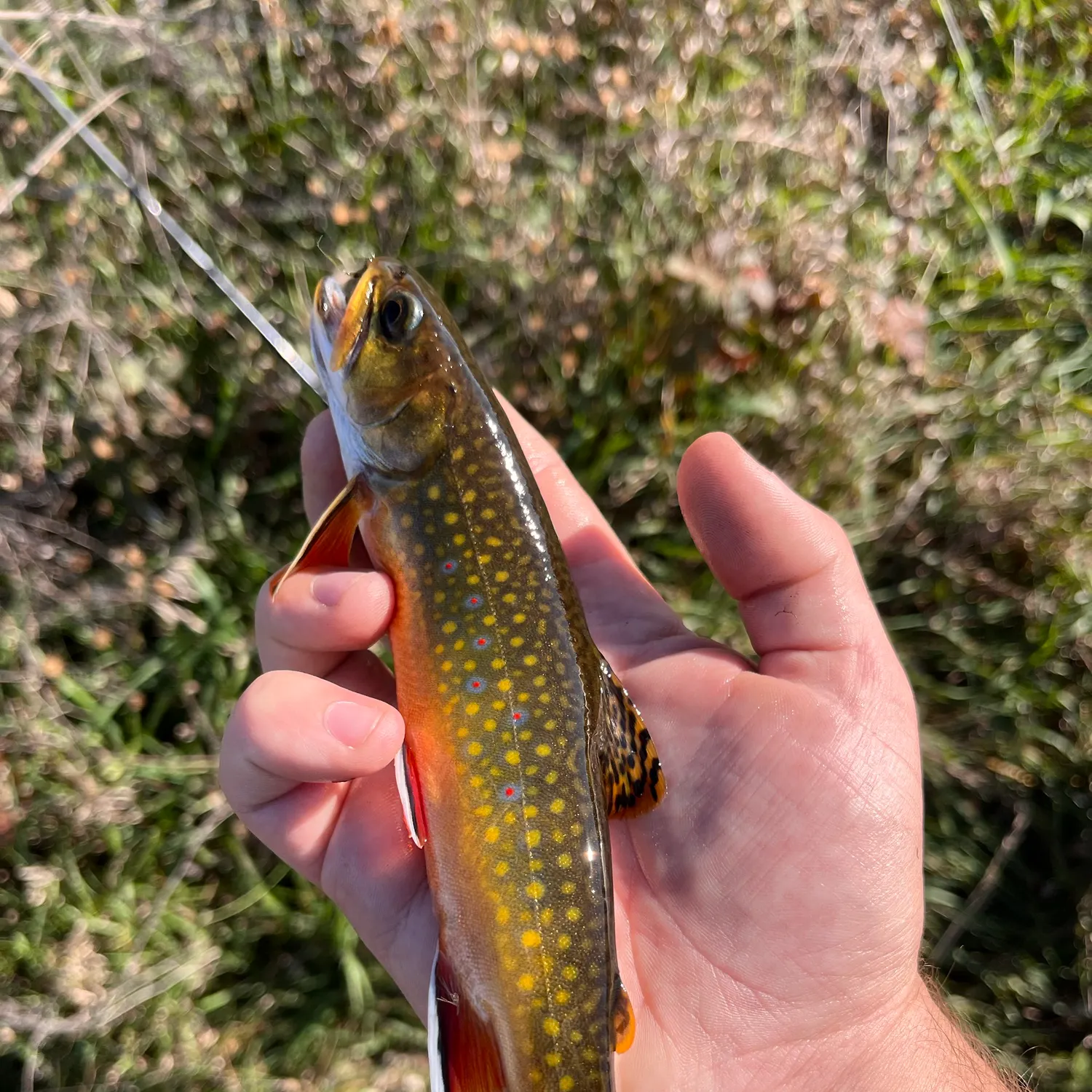 Brook trout caught on Fishbrain