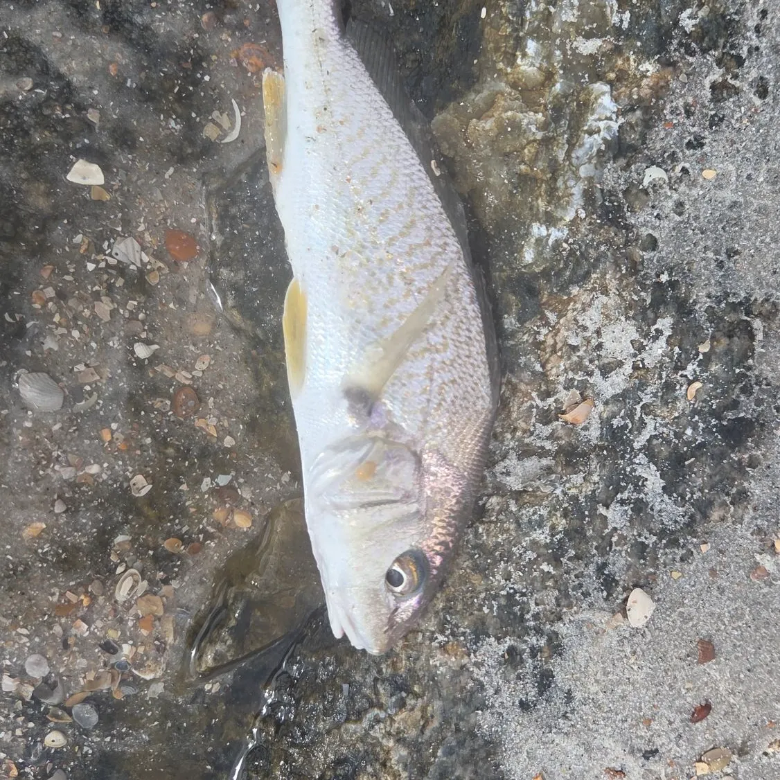 The most recent Atlantic croaker catches on Fishbrain
