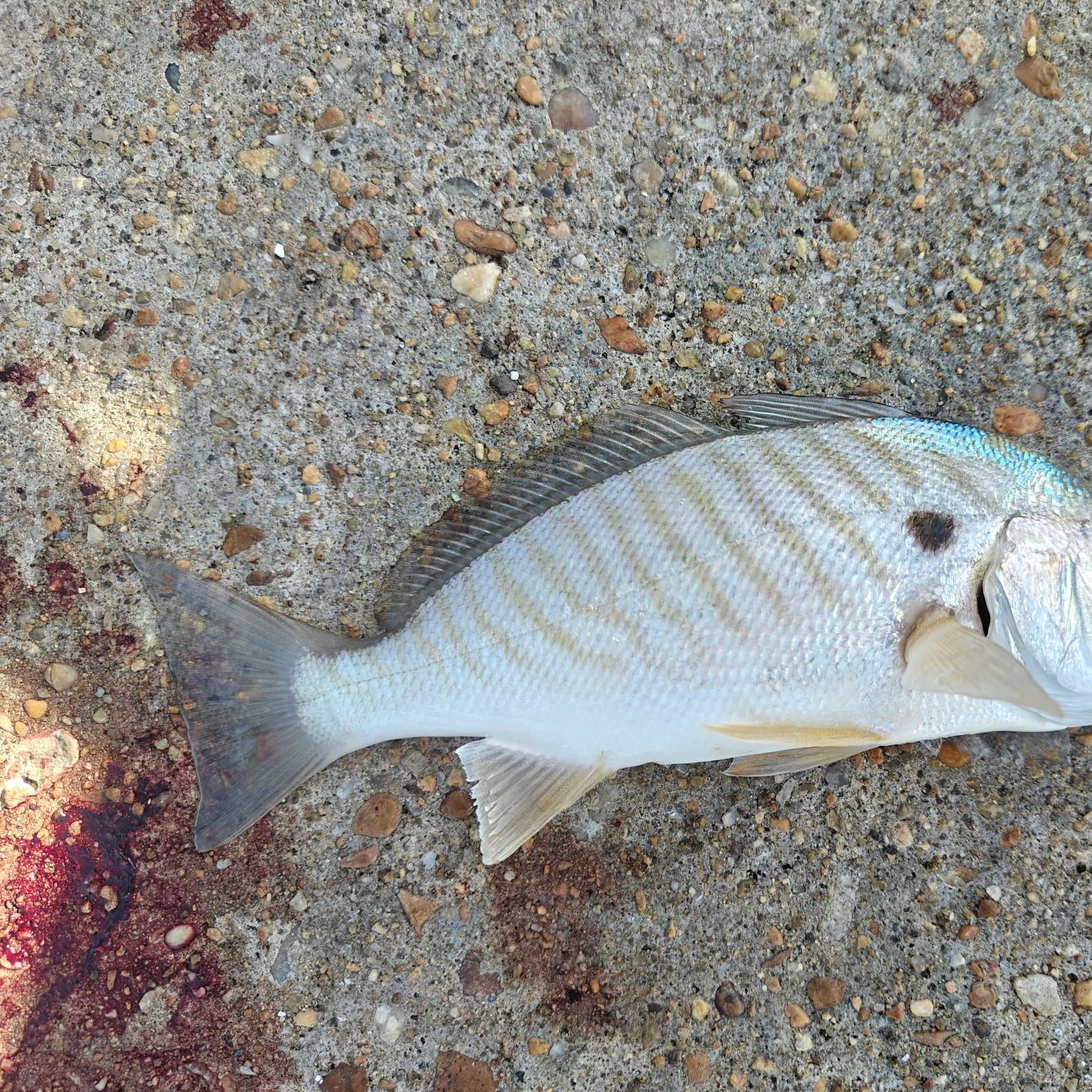 Spot croaker caught on Fishbrain