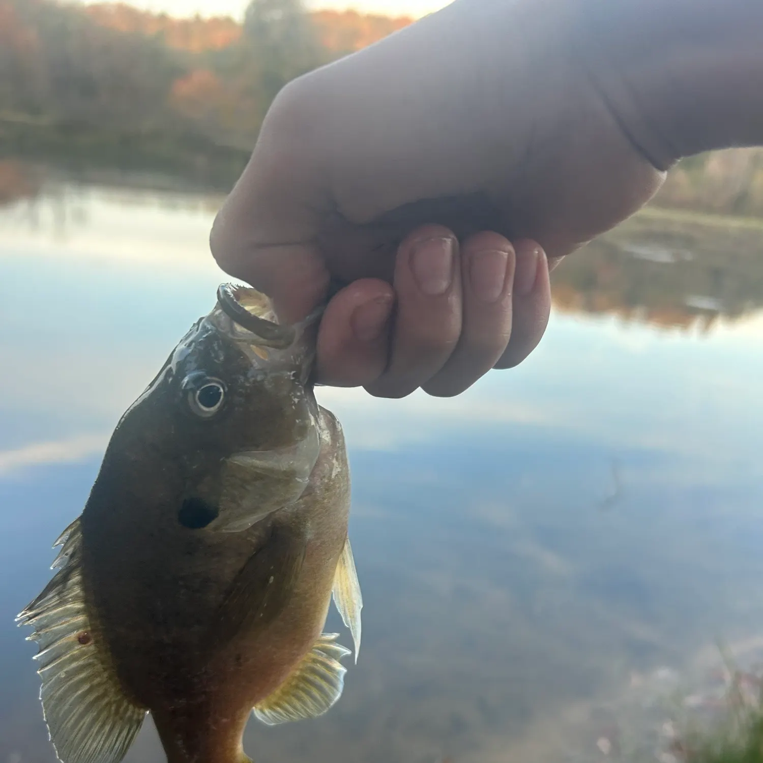 Green sunfish caught on Fishbrain