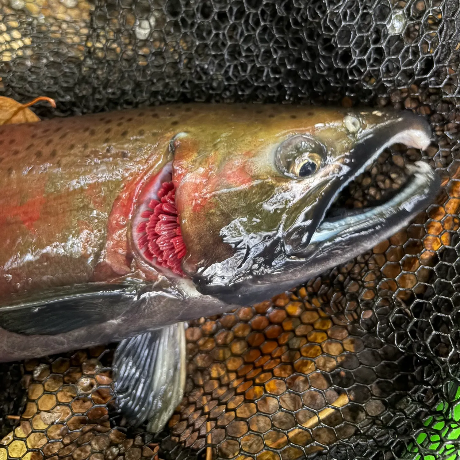 Coho salmon caught on Fishbrain