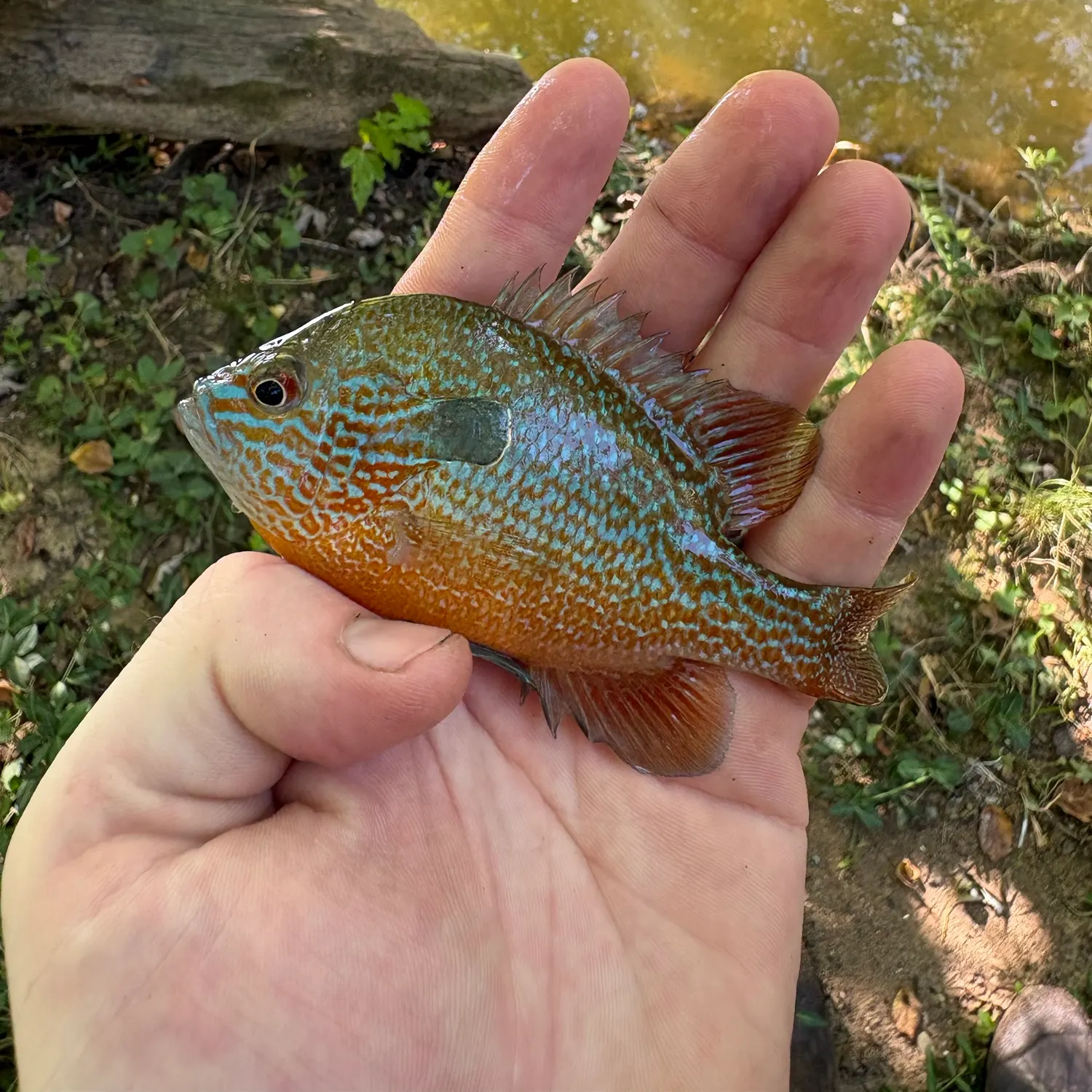 Longear sunfish caught on Fishbrain