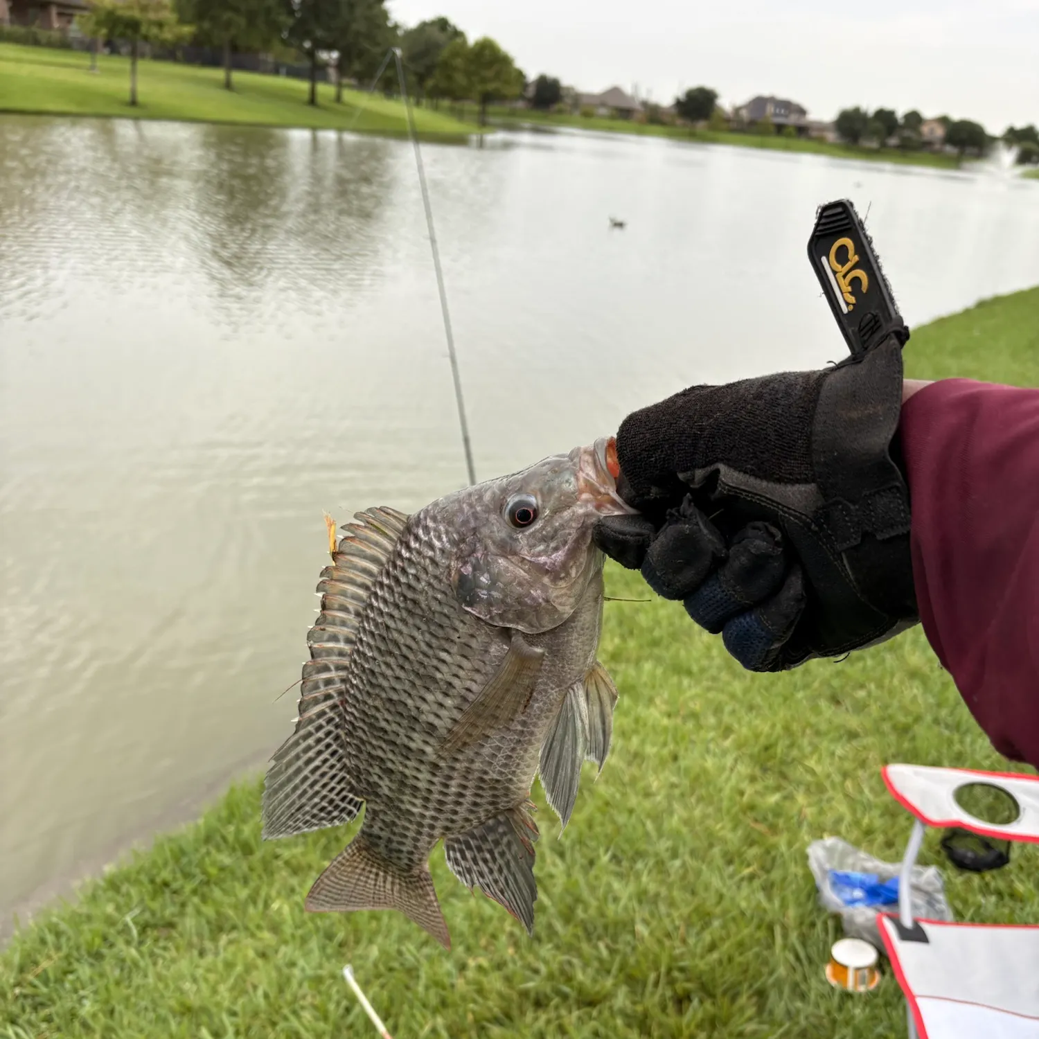 Nile tilapia caught on Fishbrain