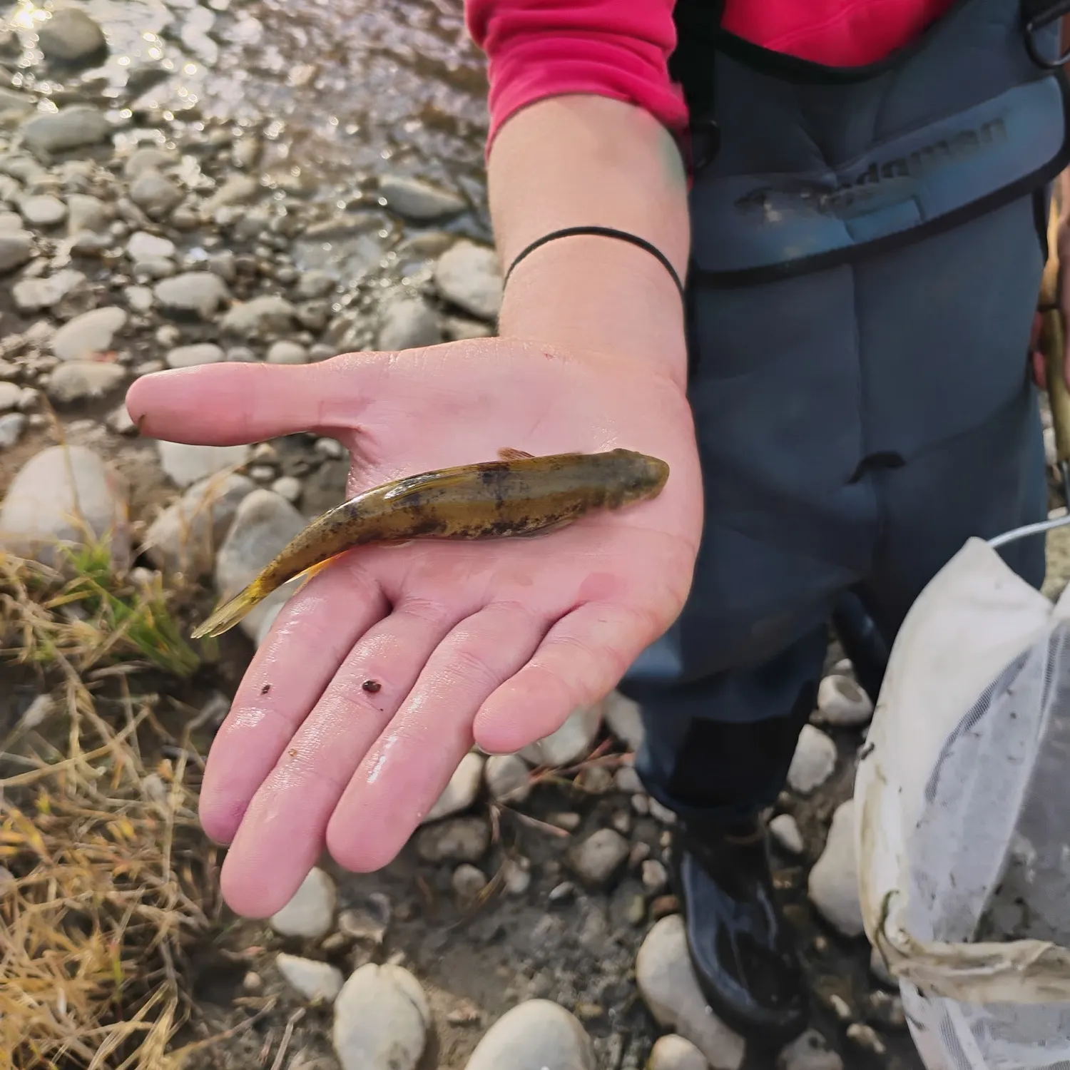 Longnose dace caught on Fishbrain