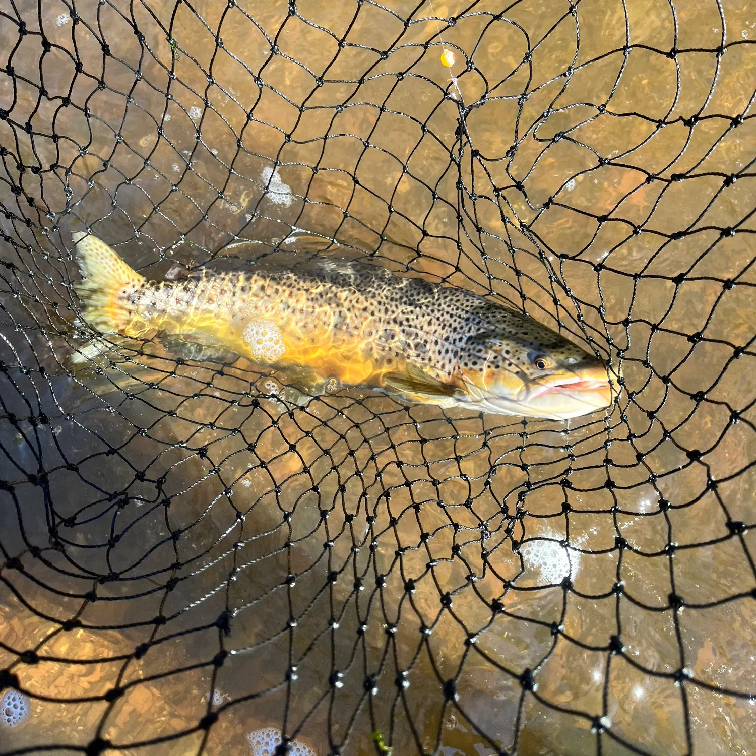 Brown trout caught on Fishbrain