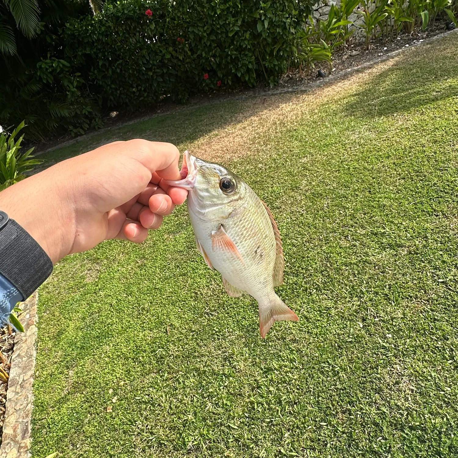 Northern red snapper caught on Fishbrain