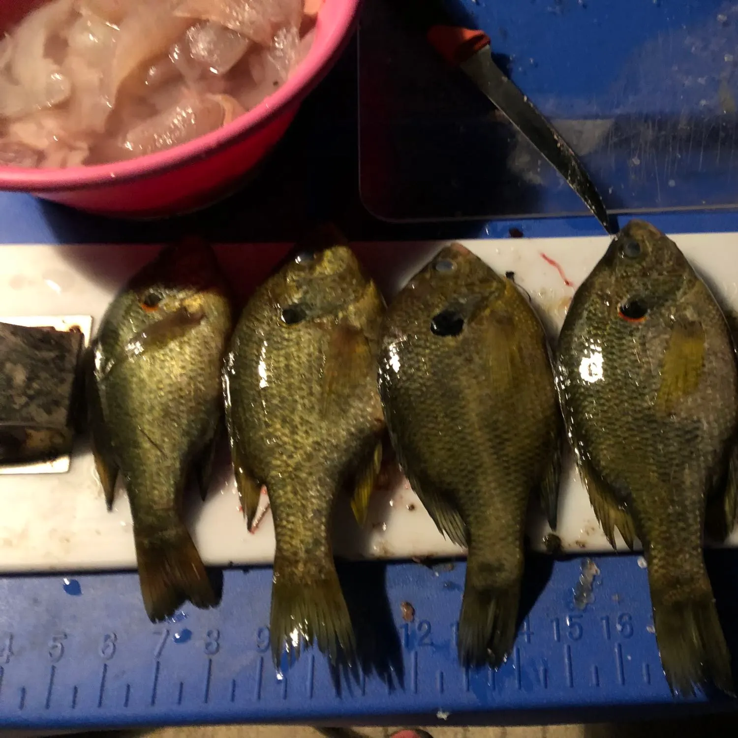 recently logged catches