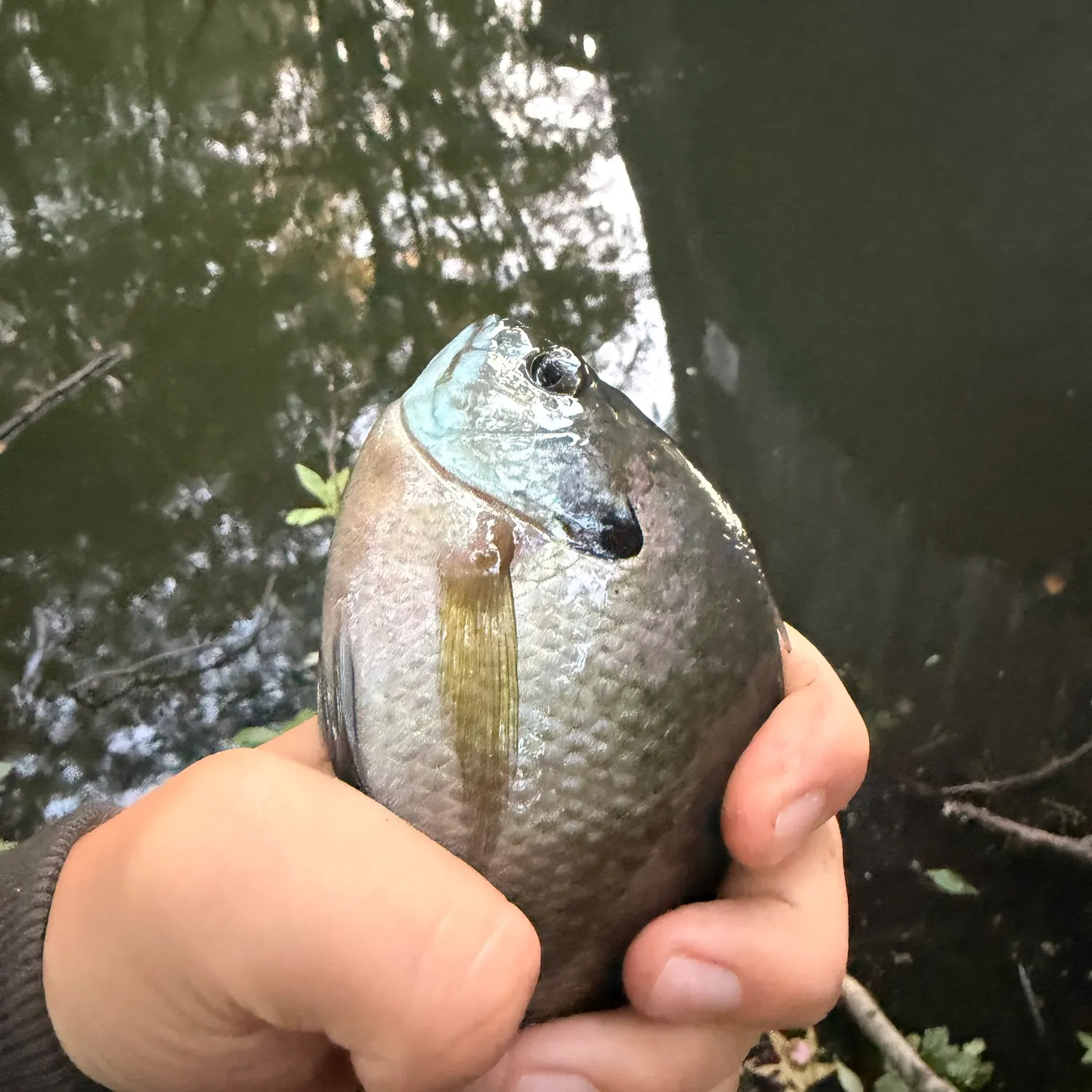 Bluegill caught on Fishbrain