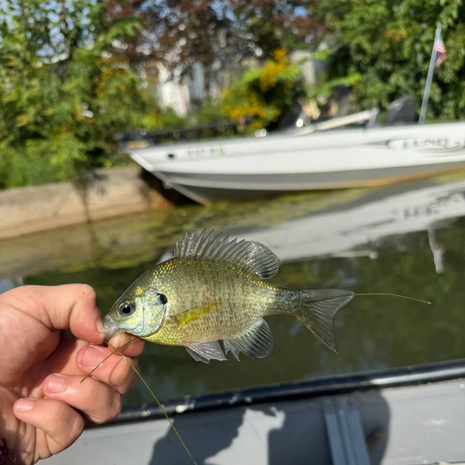 Bluegill caught on Fishbrain