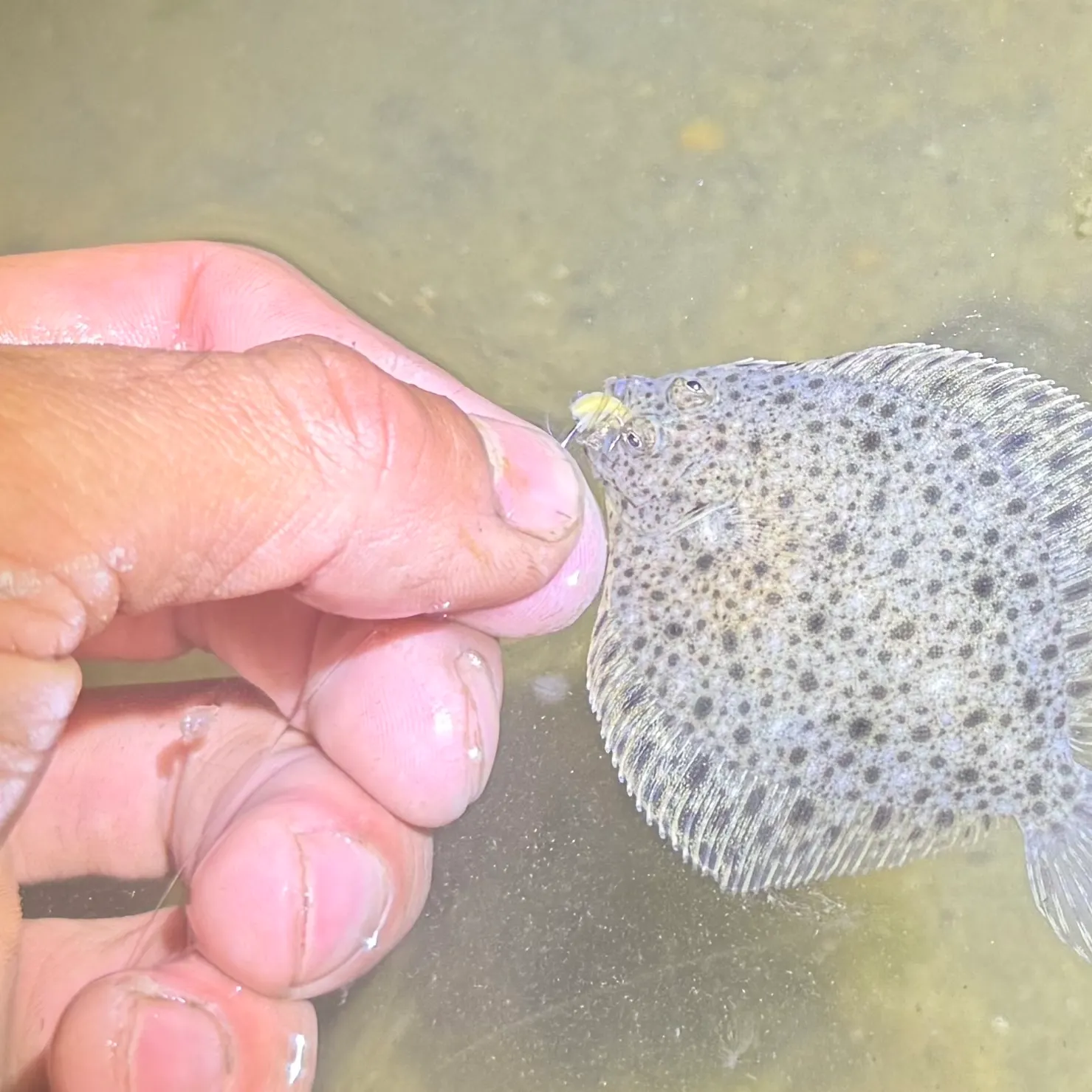 The most recent Windowpane flounder catches on Fishbrain