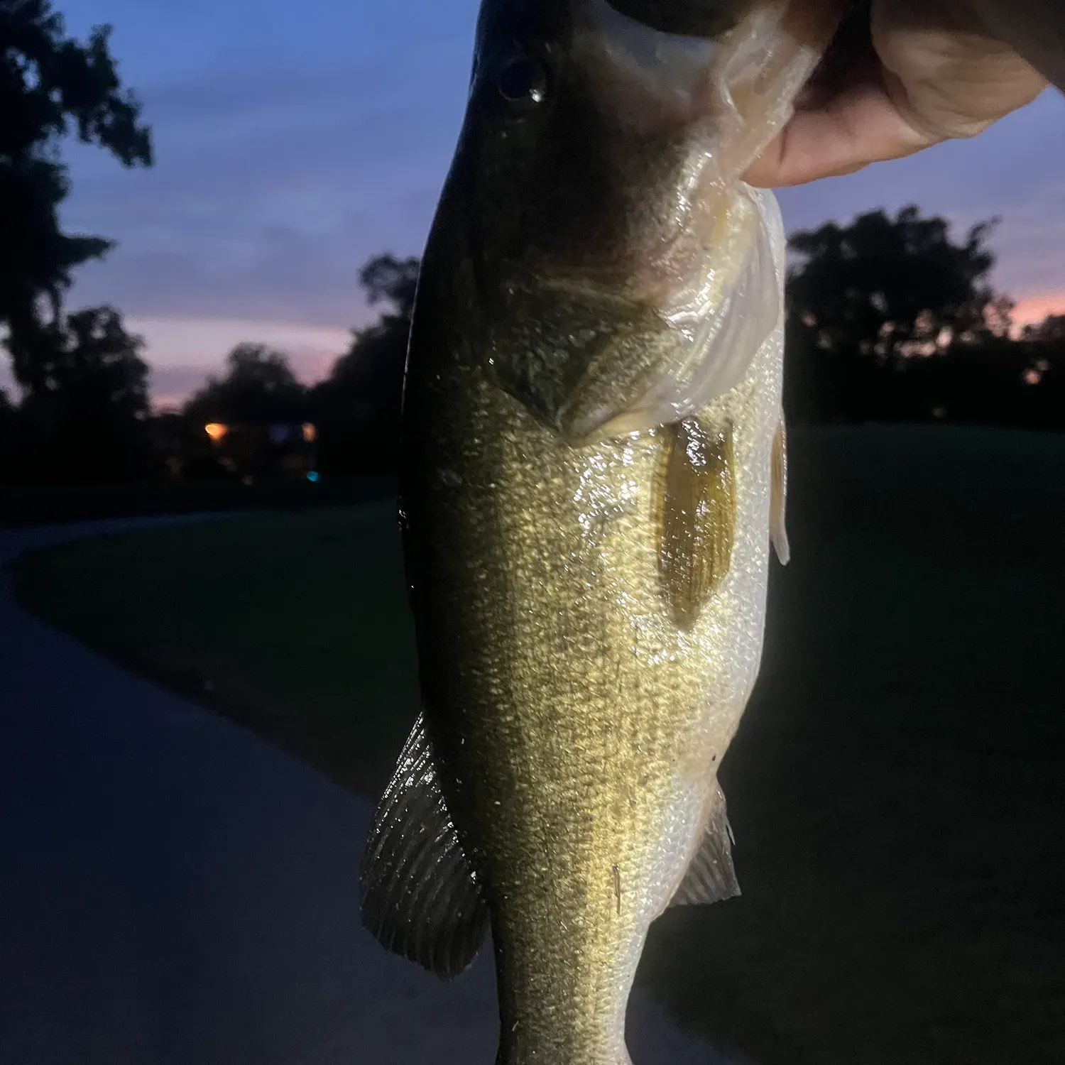 angler catch