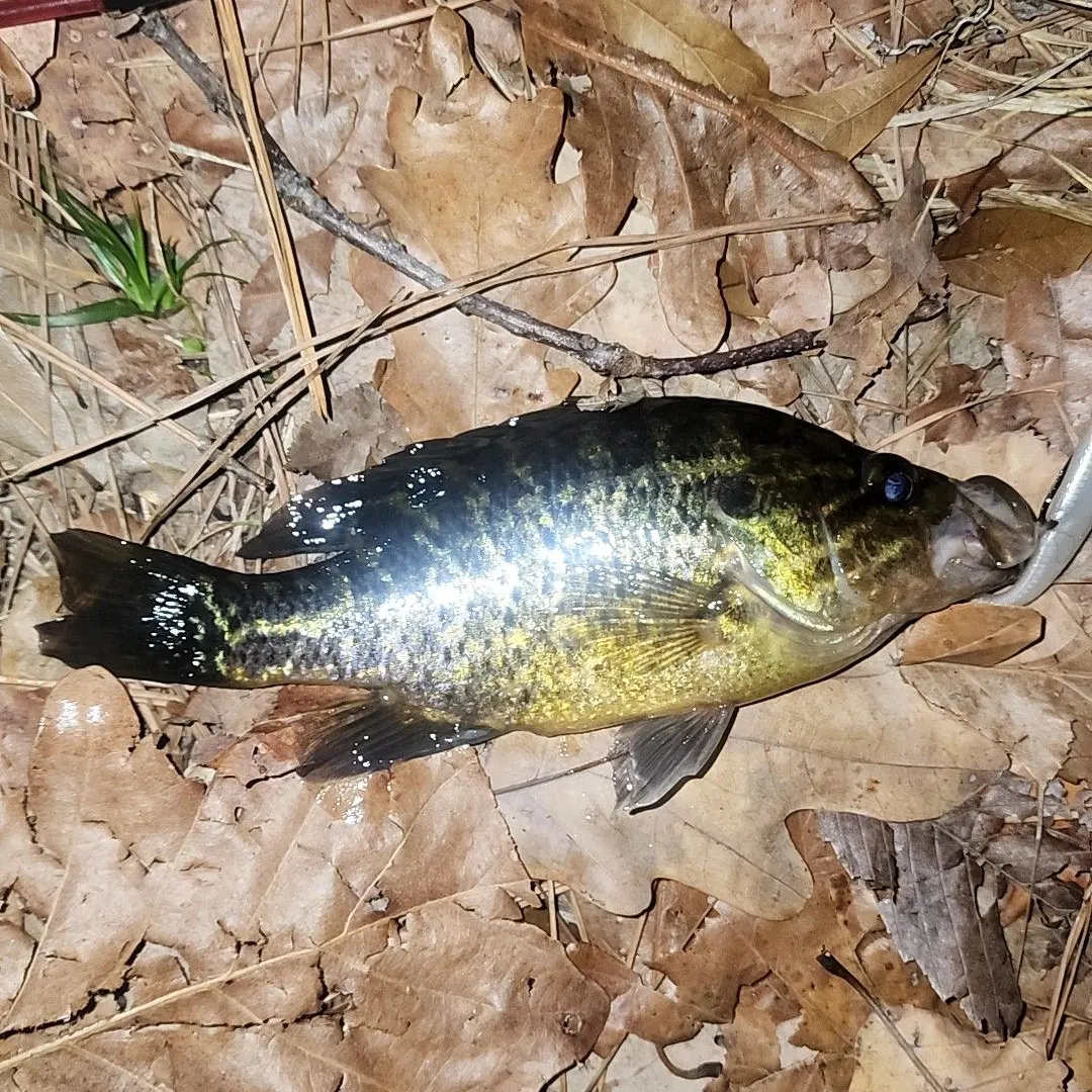 Warmouth caught on Fishbrain