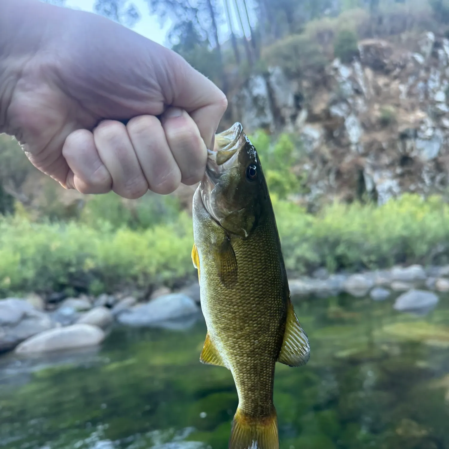 Smallmouth bass caught on Fishbrain