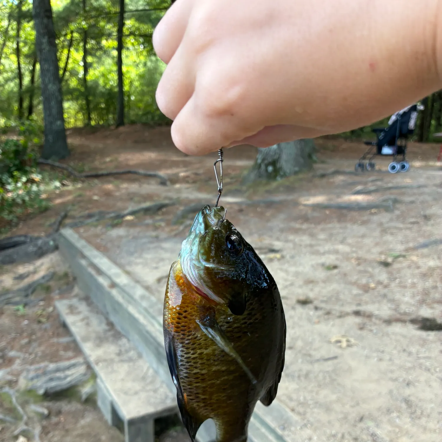 Bluegill caught on Fishbrain