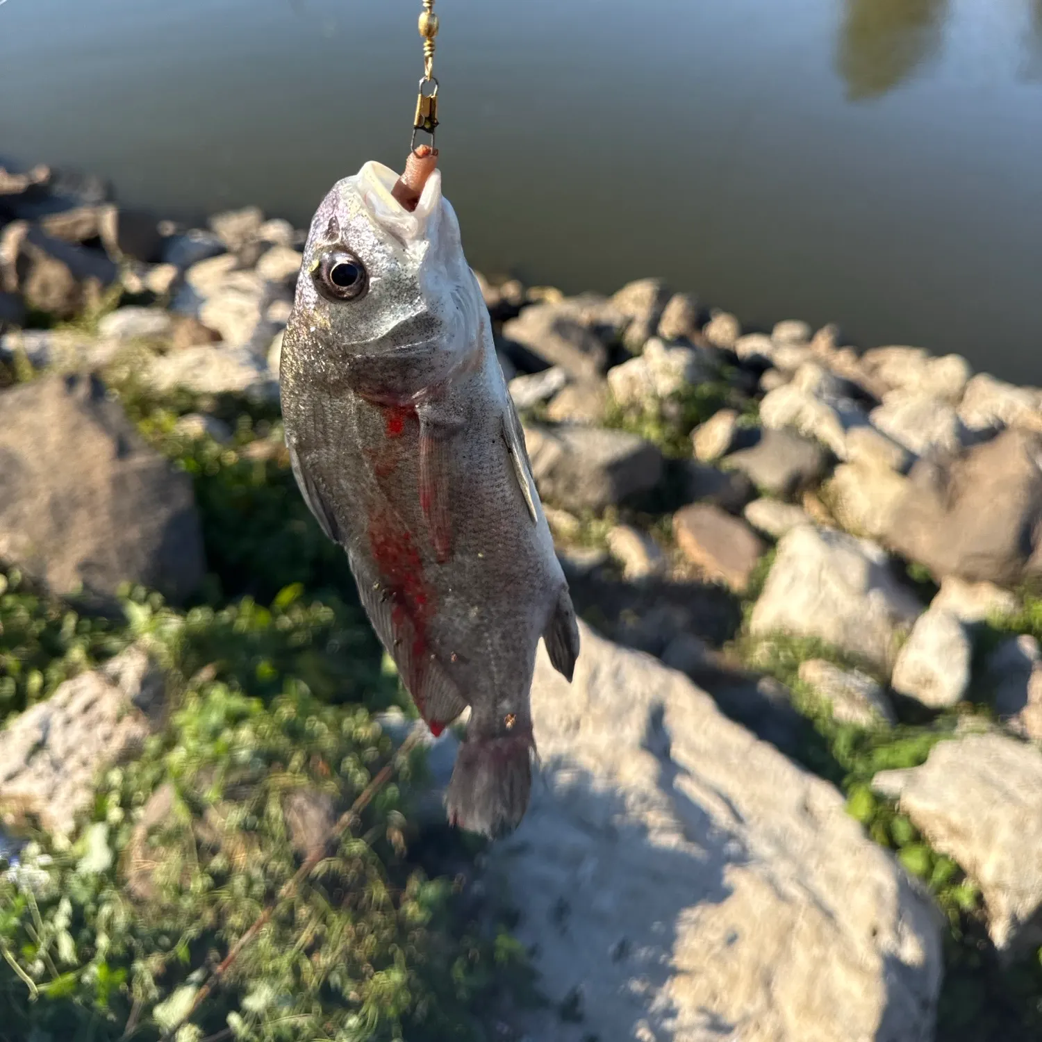 Freshwater drum caught on Fishbrain