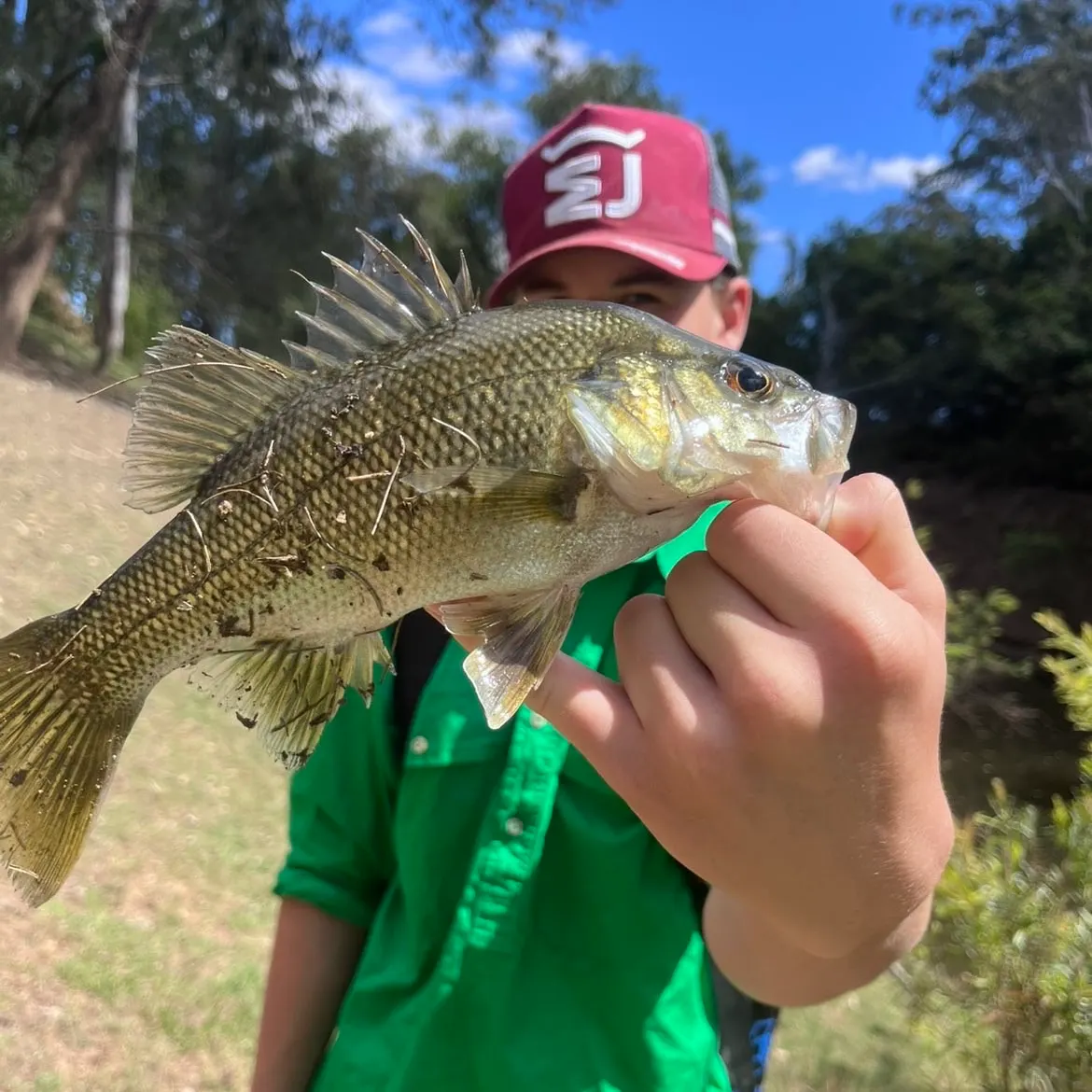 Australian bass caught on Fishbrain