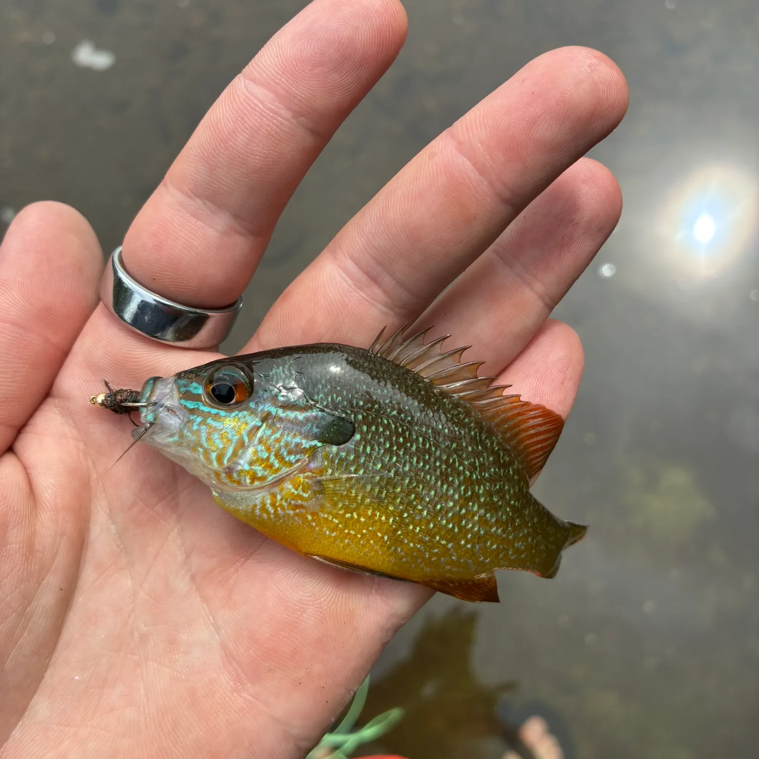Longear sunfish caught on Fishbrain